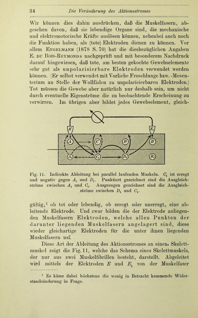 Wir können dies dahin ausdrücken, daß die Muskelfasern, ab- gesehen davon, daß sie lebendige Organe sind, die mechanische und elektromotorische Kräfte auslösen können, nebenbei auch noch die Funktion haben, als (tote) Elektroden dienen zu können. Vor allem Engelmann (1878 S. 70) hat die diesbezüglichen Angaben E. DU Bois-Eeymond s nachgeprüft und mit besonderem Nachdruck darauf hingewiesen, daß tote, am besten gekochte Gewebselemente sehr gut als unpolarisierhare Elektroden verwendet werden können. (Er selbst verwendet mit Vorliebe Froschlunge bzw. -Mesen- terium an Stelle der Wollfäden zu unpolarisierharen Elektroden.) Tot müssen die Gewebe aber natürlich nur deshalb sein, um nicht durch eventuelle Eigenströme die zu beobachtende Erscheinung zu verwirren. Im übrigen aber bildet jedes Gewehselement, gleich- Fig. 11. ludirekte Ableitung bei parallel laufenden Muskeln. C, ist erregt und negativ gegen A, und D^. Punktiert gezeichnet sind die Ausgleich- ströme zwischen A, und G^. Ausgezogen gezeichnet sind die Ausgleich- ströme zwischen Z), und Cj. gültig,^ ob tot oder lebendig, ob erregt oder unerregt, eine ab- leitende Elektrode. Und zwar bilden die der Elektrode anliegen- den Muskelfasern Elektroden, welche allen Punkten der darunter liegenden Muskelfasern angelagert sind, diese wieder gleichartige Elektroden für die unter ihnen liegenden Muskelfasern usf. Diese Art der Ableitung des Aktionsstromes an einem Skelett- muskel zeigt die Fig. 11, welche das Schema eines Skelettmuskels, der nur aus zwei Muskelfibrillen besteht, darstellt. Abgeleitet wird mittels der Elektroden E und E^ von der Muskelfaser ' Es käme dabei höchstens die wenig in Betracht kommende Wider- standsänderung in Frage.