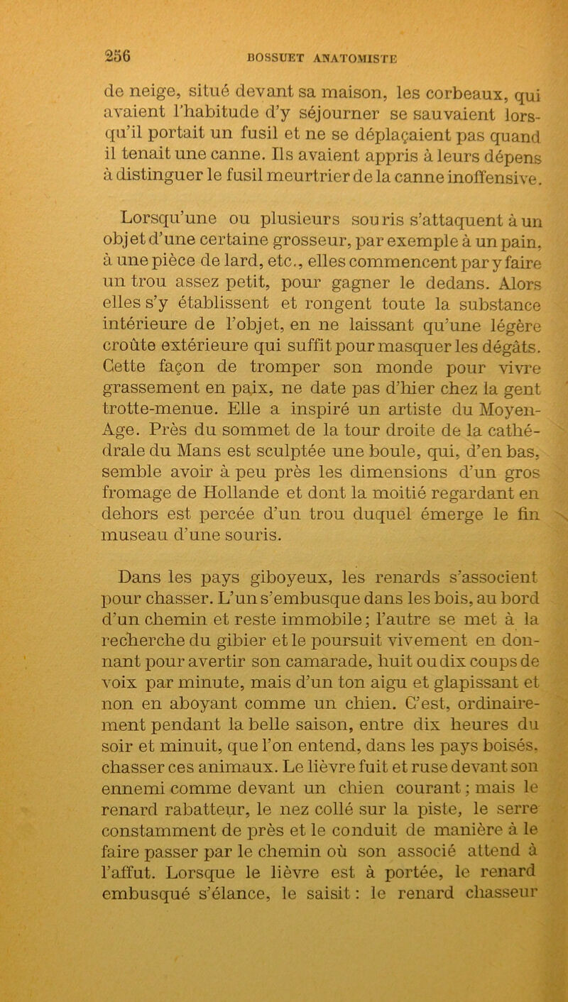 de neige, situé devant sa maison, les corbeaux, qui avaient l’habitude d’y séjourner se sauvaient lors- qu’il portait un fusil et ne se déplaçaient pas quand il tenait une canne. Ils avaient appris à leurs dépens à distinguer le fusil meurtrier de la canne inoffensive. Lorsqu’une ou plusieurs sou ris s’attaquent à un obj et d’une certaine grosseur, par exemple à un pain, à une pièce de lard, etc., elles commencent par y faire un trou assez petit, pour gagner le dedans. Alors elles s’y établissent et rongent toute la substance intérieure de l’objet, en ne laissant qu’une légère croûte extérieure qui suffit pour masquer les dégâts. Cette façon de tromper son monde pour vivre grassement en paix, ne date pas d’hier chez la gent trotte-menue. Elle a inspiré un artiste du Moyen- Age. Près du sommet de la tour droite de la cathé- drale du Mans est sculptée une boule, qui, d’en bas, semble avoir à peu près les dimensions d’un gros fromage de Hollande et dont la moitié regardant en dehors est percée d’un trou duquel émerge le fin museau d’une souris. Dans les pays giboyeux, les renards s’associent pour chasser. L’un s’embusque dans les bois, au bord d’un chemin et reste immobile ; l’autre se met à la recherche du gibier et le poursuit vivement en don- nant pour avertir son camarade, huit ou dix coups de voix par minute, mais d’un ton aigu et glapissant et non en aboyant comme un chien. C’est, ordinaire- ment pendant la belle saison, entre dix heures du soir et minuit, que l’on entend, dans les pays boisés, chasser ces animaux. Le lièvre fuit et ruse devant son ennemi comme devant un chien courant ; mais le renard rabatteur, le nez collé sur la piste, le serre constamment de près et le conduit de manière à le faire passer par le chemin où son associé attend à l’affût. Lorsque le lièvre est à portée, le renard embusqué s’élance, le saisit : le renard chasseur