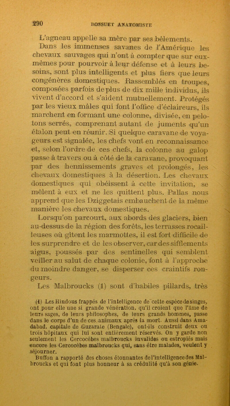 L’agneau appelle sa mère par ses bêlements. Dans les immenses savanes de l’Amérique les chevaux sauvages qui n’ont à compter que sur eux- mêmes pour pourvoir à leur défense et à leurs be- soins, sont plus intelligents et plus fiers que leurs congénères domestiques. Rassemblés en troupes, composées parfois déplus de dix mille individus, ils vivent d’accord et s’aident mutuellement. Protégés par les vieux mâles qui font l’office d’éclaireurs, ils marchent en formant une colonne, divisée, en pelo- tons serrés, comprenant autant de juments qu’un étalon peut en réunir. Si quelque caravane de voya- geurs est signalée, les chefs vont en reconnaissance et, selon l’ordre de ces chefs, la colonne au galop passe à travers ou à côté de la caravane, provoquant par des hennissements graves et prolongés, les chevaux domestiques à la désertion. Les chevaux domestiques qui obéissent à cette invitation, se mêlent à eux et ne les quittent plus. Pallas nous apprend que les Dziggetais embauchent de la même manière les chevaux domestiques. Lorsqu’on parcourt, aux abords des glaciers, bien au-dessus de la région des forêts, les terrasses rocail- leuses où gîtent les marmottes, il est fort difficile de les surprendre et de les observer, car des sifflements aigus, poussés par des sentinelles qui semblent veiller au salut de chaque colonie, font à l’approche du moindre danger, se disperser ces craintifs ron- geurs. Les Malbroucks (1) sont d’habiles pillards, très (1) Les Hindous frappés de l’intelligence de' cette espèce de singes, ont pour elle une si grande vénération, qu’il croient que l’âme de leurs sages, de leurs philosophes, de leurs grands hommes, passe dans le corps d’un de ces animaux après la mort. Aussi dans Ama- dabad, capitale de Guzarale (Bengale), ont-ils construit deux ou trois hôpitaux qui lui sont entièrement réservés. On y garde non seulement les Cercocébes malbroucks invalides ou estropiés mais encore les Gercocébes malbroucks qui, sans être malades, veulent y séjourner. Buffon a rapporté des choses étonnantes de l’intelligence des Mal- broucks et qui font plus honneur à sa crédulité qu’à son génie.