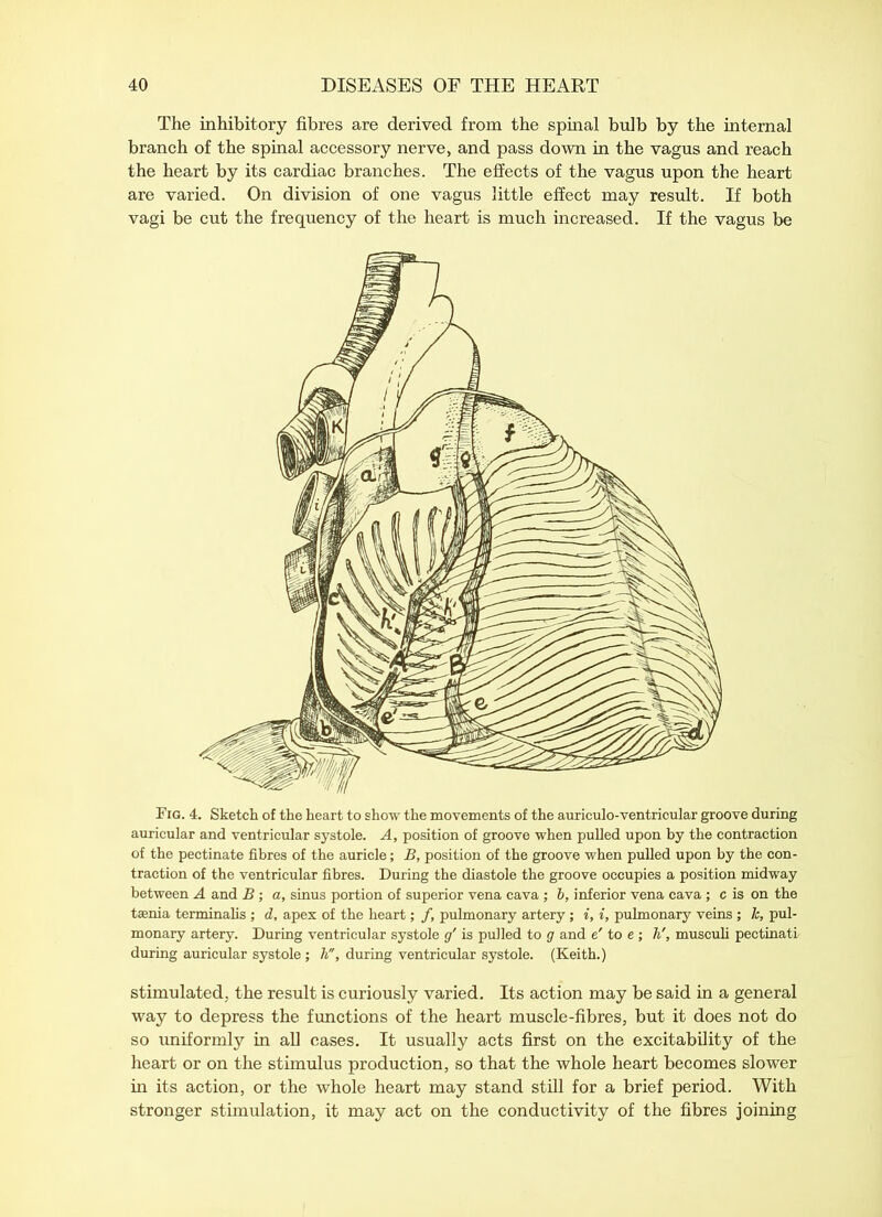 The inhibitory fibres are derived from the spinal bulb by the internal branch of the spinal accessory nerve, and pass down in the vagus and reach the heart by its cardiac branches. The effects of the vagus upon the heart are varied. On division of one vagus little effect may result. If both vagi be cut the frequency of the heart is much increased. If the vagus be Fig. 4. Sketch of the heart to show the movements of the auriculo-ventricular groove during auricular and ventricular systole. A, position of groove when pulled upon by the contraction of the pectinate fibres of the auricle; B, position of the groove when pulled upon by the con- traction of the ventricular fibres. During the diastole the groove occupies a position midway between A and B; a, sinus portion of superior vena cava ; b, inferior vena cava ; c is on the taenia terminalis ; d, apex of the heart; f, pulmonary artery; i, i, pulmonary veins ; k, pul- monary artery. During ventricular systole g' is pulled to g and e' to e; h', musculi pectinati- during auricular systole; h, during ventricular systole. (Keith.) stimulated, the result is curiously varied. Its action may be said in a general way to depress the functions of the heart muscle-fibres, but it does not do so uniformly in all cases. It usually acts first on the excitability of the heart or on the stimulus production, so that the whole heart becomes slower in its action, or the whole heart may stand still for a brief period. With stronger stimulation, it may act on the conductivity of the fibres joining