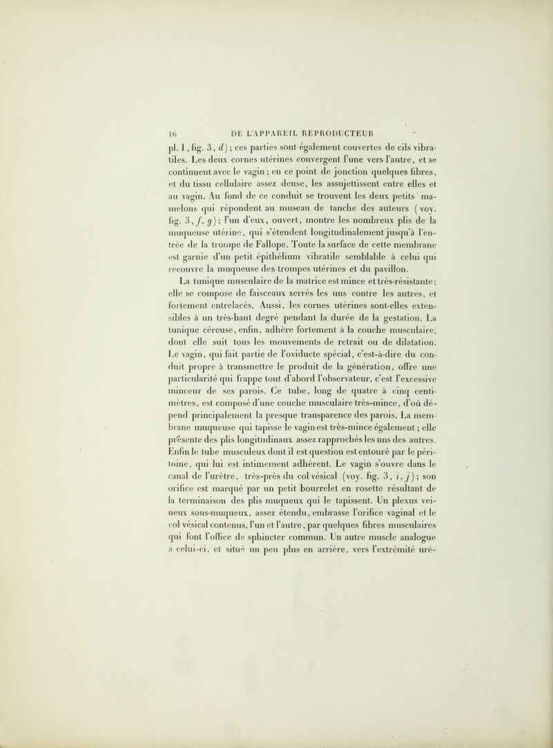 pl. 1, fig. 3, d) ; ces parties sont également couvertes de cils vibra- tiles. Les deux cornes utérines convergent Tune vers l’autre, et se continuent avec le vagin ; en ce point de jonction quelques libres, et du tissu cellulaire assez dense, les assujettissent entre elles et au vagin. Au fond de ce conduit se trouvent les deux petits ma- melons qui répondent au museau de tanche des auteurs ( voy. fig. 3,f, g); l’un deux, ouvei't, montre les nombreux plis de la muqueuse utérine, qui s’étendent longitudinalement jusqu’à l’en- trée de la trompe de Fallope. Toute la surface de cette membrane est garnie d’un petit épithélium vibratile semblable à celui qui recouvre la muqueuse des trompes utérines et du pavillon. La tunique musculaire de la matrice est mince et très-résistante ; elle se compose de faisceaux serrés les uns contre les autres, et fortement entrelacés. Aussi, les cornes utérines sont-elles exten- sibles à un très-haut degré pendant la durée de la gestation. La tunique céreuse, enfin, adhère fortement à la couche musculaire, dont elle suit tous les mouvements de retrait ou de dilatation. Le vagin, qui fait partie de l’oviducte spécial, c’est-à-dire du con- duit propre à transmettre le produit de la génération, offre une particularité qui frappe tout d’abord l’observateur, c’est l’excessive minceur de ses parois. Ce tube, long de quatre à cinq centi- mètres, est composé d’une couche musculaire très-mince, d’où dé- pend principalement la presque transparence des parois. La mem- brane muqueuse qui tapisse le vagin est très-mince également ; elle présente des plis longitudinaux assez rapprochés les uns des autres. Enfin le tube musculeux dont il est question est entouré par le péri- toine, qui lui est intimement adhérent. Le vagin s’ouvre dans le canal de l’urètre, très-près du col vésical (voy. fig. 3, i,j); son orifice est marqué par un petit bourrelet en rosette résultant de la terminaison des plis muqueux qui le tapissent. Un plexus vei- neux sous-muqueux, assez étendu, embrasse l’orifice vaginal et le col vésical contenus, l’un et l’autre, par quelques fibres musculaires qui font l’office de sphincter commun. Un autre muscle analogue a celui-ci, et situé un peu plus en arrière, vers l’extrémité uré-
