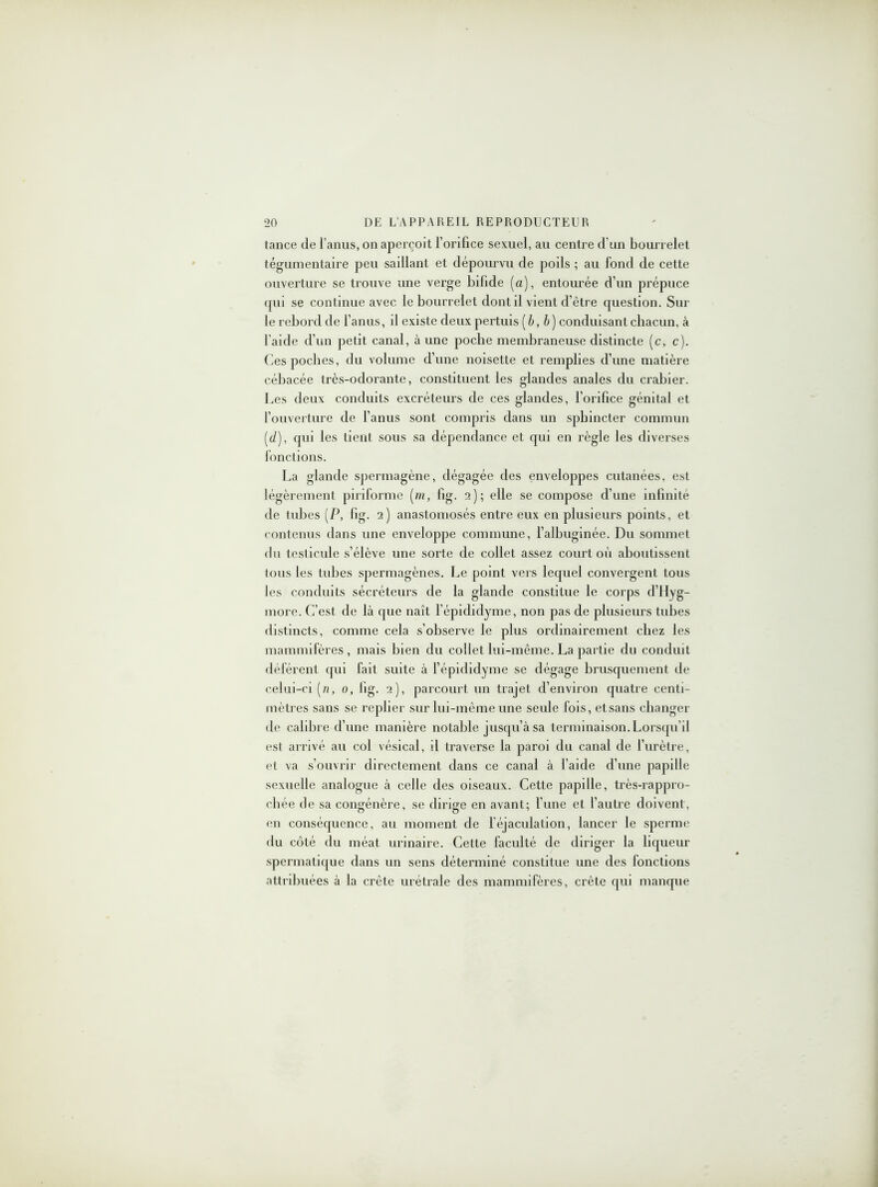 lance de l’anus, on aperçoit l’orifice sexuel, au centre d'un bourrelet tégumentaire peu saillant et dépourvu de poils ; au fond de cette ouverture se trouve une verge bifide (a), entourée d'un prépuce qui se continue avec le bourrelet dont il vient d’être question. Sur le rebord de l’anus, il existe deux pertuis [b, b) conduisant chacun, à l'aide d’un petit canal, à une poche membraneuse distincte (c, c). Ces poches, du volume d’une noisette et remplies d’une matière cébacée très-odorante, constituent les glandes anales du crabier. Les deux conduits excréteurs de ces glandes, l’orifice génital et l’ouverture de l’anus sont compris dans un sphincter commun (d), qui les tient sous sa dépendance et qui en règle les diverses fonctions. La glande spermagène, dégagée des enveloppes cutanées, est légèrement piriforme (m, fig. 2); elle se compose d’une infinité de tubes (P, fig. 2) anastomosés entre eux en plusieurs points, et contenus dans une enveloppe commune, l’albuginée. Du sommet du testicule s’élève une sorte de collet assez court où aboutissent tous les tubes spermagènes. Le point vers lequel convergent tous les conduits sécréteurs de la glande constitue le corps d’Hyg- more. C’est de là que naît l’épididyme, non pas de plusieurs tubes distincts, comme cela s’observe le plus ordinairement chez les mammifères, mais bien du collet lui-même. La partie du conduit déférent qui fait suite à fépididyme se dégage brusquement de celui-ci [n, 0, fig. 2), parcourt un trajet d’environ quatre centi- mètres sans se replier sur lui-même une seule fois, etsans changer de calibre d’une manière notable jusqu’à sa terminaison. Lorsqu’il est arrivé au col vésical, il traverse la paroi du canal de l’urètre, et va s’ouvrir directement dans ce canal à l’aide d'une papille sexuelle analogue à celle des oiseaux. Cette papille, très-rappro- chée de sa congénère, se dirige en avant; l’une et l’autre doivent, en conséquence, au moment de l’éjaculation, lancer le sperme du côté du méat urinaire. Cette faculté de diriger la liqueur spermatique dans un sens déterminé constitue une des fonctions attribuées à la crête urétrale des mammifères, crête qui manque