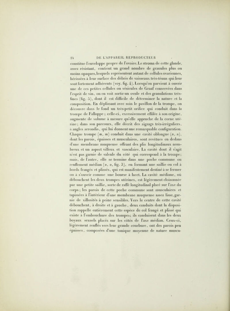 constitue l'enveloppe propre de l’ovaire. Le stroma de cette glande, assez résistant, contient un grand nombre de granules plus ou moins opaques,lesquels représentent autant de cellules ovariennes, hérissées à leur surface des débris de vaisseaux très-ténus qui leur sont fortement adhérents (voy. lig. 4)- Lorsqu’on parvient à ouvrir une de ces petites cellules ou vésicules de Graaf conservées dans l’esprit de vin, on en voit sortir un ovule et des granulations très- fines (lig. 5), dont il est difficile de déterminer la nature et la composition. En déplissant avec soin le pavillon de la trompe, on découvre dans le fond un très-petit orifice qui conduit dans la trompe de Falloppe ; celle-ci, excessivement effilée à son origine, augmente de volume à mesure quelle approche de la corne uté- rine ; dans son parcours, elle décrit des zigzags très-irréguliers, à angles arrondis, qui lui donnent une remarquable configuration. Chaque trompe [m, ni) conduit dans une cavité ohlongue [n, n), dont les parois, épaisses et musculaires, sont revêtues en dedans d’une membrane muqueuse offrant des plis longitudinaux nom- breux et un aspect villeux et vasculaire. La cavité dont il s’agit n’est pas garnie de valvule du côté qui correspond cà la trompe; mais, de 1 autre, elle se termine dans une poche commune ou renflement médian (o, o, lig. 3), en formant une saillie ou col à bords frangés et plissés, qui est manifestement destiné à se fermer ou à s’ouvrir comme une bourse à lacet. La cavité médiane, où débouchent les deux trompes utérines, est légèrement cloisonnée par une petite saillie, sorte de rafle longitudinal placé sur l’axe du corps ; les parois de cette poche commune sont musculaires et tapissées à l’intérieur d’une membrane muqueuse assez lisse, gar- nie de villosités à peine sensibles. Vers le centre de celle cavité débouchent, à droite et à gauche, deux conduits dont la disposi- tion rappelle entièrement cette espèce de col frangé et plissé qui existe à l'embouchure des trompes; ils conduisent dans les deux boyaux sexuels placés sur les côtés de l’axe médian. Ceux-ci, légèrement renflés vers leur grande courbure, ont des parois peu épaisses, composées d’une tunique moyenne de nature muscu-