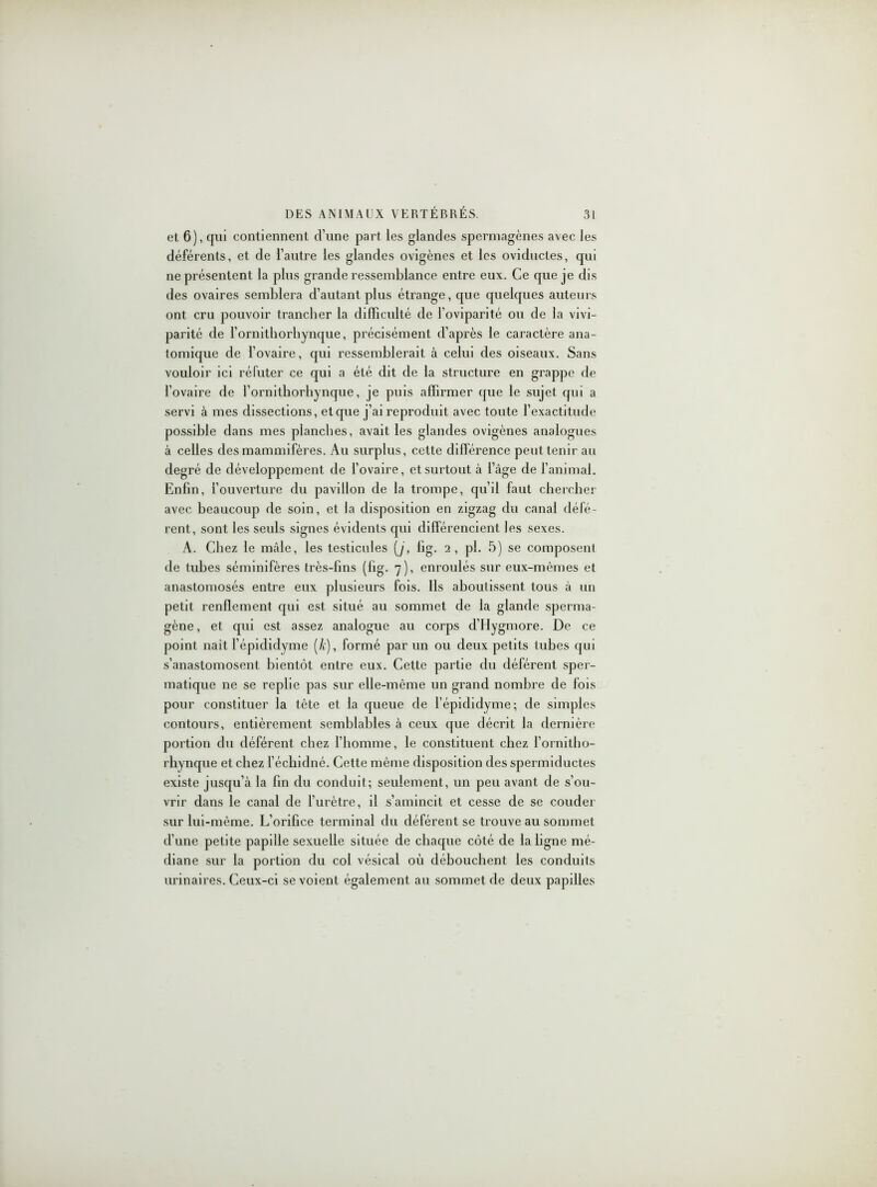 et 6), qui contiennent d’une part les glandes spermagènes avec les déférents, et de l’autre les glandes ovigènes et les oviductes, qui ne présentent la plus grande ressemblance entre eux. Ce que je dis des ovaires semblera d’autant plus étrange, que quelques auteurs ont cru pouvoir trancher la difficulté de l’oviparité ou de la vivi- parité de l’ornithorhynque, précisément d’après le caractère ana- tomique de l’ovaire, qui ressemblerait à celui des oiseaux. Sans vouloir ici réfuter ce qui a été dit de la structure en grappe de l’ovaire de l’ornithorhynque, je puis affirmer que le sujet qui a servi à mes dissections, et que j’ai reproduit avec toute l’exactitude possible dans mes planches, avait les glandes ovigènes analogues à celles des mammifères. Au surplus, cette différence peut tenir au degré de développement de l’ovaire, et surtout à l’âge de l’animal. Enfin, l’ouverture du pavillon de la trompe, qu’il faut chercher avec beaucoup de soin, et la disposition en zigzag du canal défé- rent, sont les seuls signes évidents qui différencient les sexes. A. Chez le mâle, les testicules (j, lig. 2, pl. 5) se composent de tubes séminifères très-fins (fig. 7), enroulés sur eux-mêmes et anastomosés entre eux plusieurs fois. Ils aboutissent tous à un petit renflement qui est situé au sommet de la glande sperma- gène, et qui est assez analogue au corps d’Hygmore. De ce point naît l’épididyme (A), formé par un ou deux petits tubes qui s’anastomosent bientôt entre eux. Cette partie du déférent sper- matique ne se replie pas sur elle-même un grand nombre de fois pour constituer la tète et la queue de l’épididyme; de simples contours, entièrement semblables à ceux que décrit la dernière portion du déférent chez l’homme, le constituent chez i’ornitho- rhynque et chez l’échidné. Cette même disposition des spermiductes existe jusqu’à la fin du conduit; seulement, un peu avant de s’ou- vrir dans le canal de l’urètre, il s’amincit et cesse de se couder sur lui-mème. L’orifice terminal du déférent se trouve au sommet d’une petite papille sexuelle située de chaque côté de la ligne mé- diane sur la portion du col vésical où débouchent les conduits urinaires. Ceux-ci se voient également au sommet de deux papdles
