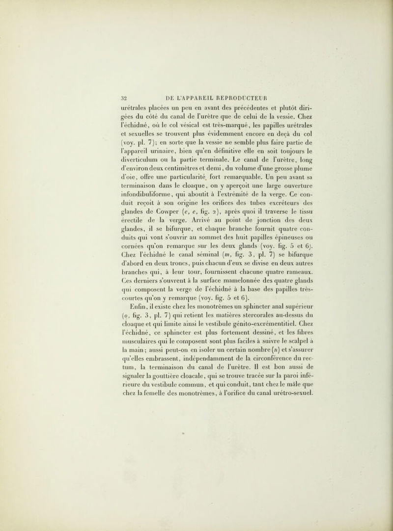 urélrales placées un peu en avant des précédentes et plutôt diri- gées du côté du canal de l’urètre que de celui de la vessie. Chez l’échidné, où le col vésical est très-marqué, les papilles urétrales et sexuelles se trouvent plus évidemment encore en deçà du col (voy. pl. 7); en sorte que la vessie ne semble plus faire partie de l’appareil urinaire, bien qu’en définitive elle en soit toujours le diverticulum ou la partie terminale. Le canal de l’urètre, long d’environ deux centimètres et demi, du volume d’une grosse plume d’oie, offre une particularité, fort remarquable. Un peu avant sa terminaison dans le cloaque, on y aperçoit une large ouverture infondibuliforme, qui aboutit à l’extrémité de la verge. Ce con- duit reçoit à son origine les orifices des tubes excréteurs des glandes de Cowper (e, e, fig. 2), après quoi il traverse le tissu érectile de la verge. Arrivé au point de jonction des deux glandes, il se bifurque, et chaque branche fournit quatre con- duits qui vont s’ouvrir au sommet des huit papilles épineuses ou cornées qu’on remarque sur les deux glands (voy. fig. 5 et 6j. Chez l’échidné le canal séminal (m, fig. 3, pl. 7) se bifurque d’abord en deux troncs, puis chacun d’eux se divise en deux autres branches qui, à leur tour, fournissent chacune quatre rameaux. Ces derniers s’ouvrent à la surface mamelonnée des quatre glands qui composent la verge de l’échidné à la base des papilles très- courtes qu’on y remarque (voy. fig. 5 et 6). Enfin, il existe chez les monotrèmes un sphincter anal supérieur (0, fig. 3, pl. 7) qui retient les matières stercorales au-dessus du cloaque et qui limite ainsi le vestibule gémto-excrémentitiel. Chez l’échidné, ce sphincter est plus fortement dessiné, et les fibres musculaires qui le composent sont plus faciles à suivre le scalpel à la main; aussi peut-on en isoler un certain nombre (//) et s’assurer quelles embrassent, indépendamment de la circonférence du rec- tum, la terminaison du canal de l’urètre. Il est bon aussi de signaler la gouttière cloacale, qui se trouve tracée sur la paroi infé- rieure du vestibule commun, et qui conduit, tant chez le mâle que chez la femelle des monotrèmes, à l’orifice du canal urétro-sexuel.