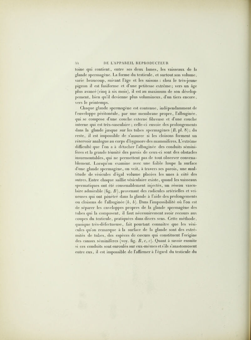 toine qui contient, entre ses deux lames, les vaisseaux de la glande spermagène. La forme du testicule, et surtout son volume, varie beaucoup, suivant l’âge et les saisons : chez le très-jeune pigeon il est fusiforme et d’une petitesse extrême ; vers un âge plus avancé (cinq à six mois), il est au maximum de son dévelop- pement, bien qu’il devienne plus volumineux, d’un tiers encore, vers le printemps. Chaque glande spermagène est contenue, indépendamment de l’enveloppe péritonéale, par une membrane propre, l’albuginée, qui se compose d’une couche externe fibreuse et d’une couche interne qui est très-vasculaire ; celle-ci envoie des prolongements dans la glande jusque sur les tubes spermagènes [B, pl. 8) ; du reste, il est impossible de s’assurer si les cloisons forment un réservoir analogue au corps d’hygmore des mammifères. L’extrême difficulté que l’on a à détacher l’albuginée des conduits sémini- fères et la grande ténuité des parois de ceux-ci sont des obstacles insurmontables, qui ne permettent pas de tout observer convena- blement. Lorsqu’on examine avec une faible loupe la surface d’une glande spermagène, on voit, à travers ses parois, une mul- titude de vésicules d’égal volume placées les unes à côté des autres. Entre chaque saillie vésiculaire existe, quand les vaisseaux spermatiques ont été convenablement injectés, un réseau vascu- laire admirable (fig. B), provenant des radicules artérielles et vei- neuses qui ont pénétré dans la glande à l’aide des prolongements ou cloisons de l’albuginée [b, b). Dans l’impossibilité où l’on est de séparer les enveloppes propres de la glande spermagène des tubes qui la composent, il faut nécessairement avoir recours aux coupes du testicule, pratiquées dans divers sens. Cette méthode, quoique très-défectueuse, fait pourtant connaître que les vési- cules qu’on remarque à la surface de la glande sont des extré- mités de tubes, des espèces de cæcum qui constituent l’origine des canaux séminifères (voy. fig. B, c, c). Quant à savoir ensuite si ces conduits sont enroulés sur eux-mêmes et s’ils s’anastomosent entre eux, il est impossible de l’afFirmer à l’égard du testicule du