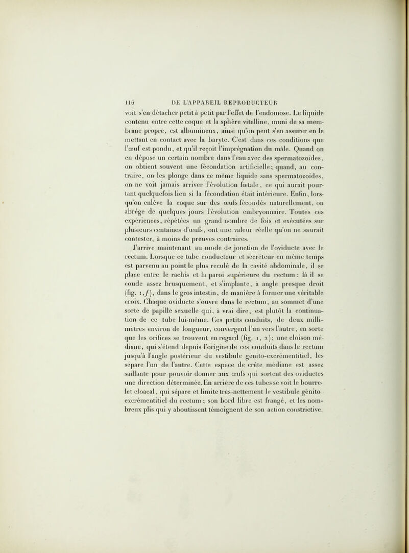 voit s’en détacher petit à petit par l’effet de l’endomose. Le liquide contenu entre cette coque et la sphère vitelline, muni de sa mem- brane propre, est albumineux, ainsi qu’on peut s’en assurer en le mettant en contact avec la baryte. C’est dans ces conditions que l’œuf est pondu, et qu’il reçoit l’imprégnation du mâle. Quand on en dépose un certain nombre dans l’eau avec des spermatozoïdes, on obtient souvent une fécondation artificielle; quand, au con- traire, on les plonge dans ce même liquide sans spermatozoïdes, on ne voit jamais arriver l’évolution fœtale , ce qui aurait pour- tant quelquefois beu si la fécondation était intérieure. Enfin, lors- qu’on enlève la coque sur des œufs fécondés naturellement, on abrège de quelques jours l’évolution embryonnaire. Toutes ces expériences, répétées un grand nombre de fois et exécutées sur plusieurs centaines d’œufs, ont une valeur réelle qu’on ne saurait contester, à moins de preuves contraires. J’arrive maintenant au mode de jonction de l’oviducte avec le rectum. Lorsque ce tube conducteur et sécréteur en même temps est parvenu au point le plus reculé de la cavité abdominale, il se place entre le rachis et la paroi supérieure du rectum : là il se coude assez brusquement, et s’implante, à angle presque droit (fig. i,y), dans le gros intestin, de manière à former une véritable croix. Chaque oviducte s’ouvre dans le rectum, au sommet d’une sorte de papille sexuelle qui, à vrai dire, est plutôt la continua- tion de ce tube lui-même. Ces petits conduits, de deux milli- mètres environ de longueur, convergent l’un vers l’autre, en sorte que les orifices se trouvent en regard (fig. 1,2); une cloison mé- diane, qui s’étend depuis l’origine de ces conduits dans le rectum jusqu’à l’angle postérieur du vestibule gémto-excrémentitiel, les sépare l’un de l’autre. Cette espèce de crête médiane est assez saillante pour pouvoir donner aux œufs qui sortent des oviductes une direction déterminée. En arrière de ces tubes se voit le bourre- let cloacal, qui sépare et limite très-nettement le vestibule génito excrémentitiel du rectum ; son bord libre est frangé, et les nom- breux plis qui y aboutissent témoignent de son action constrictive.