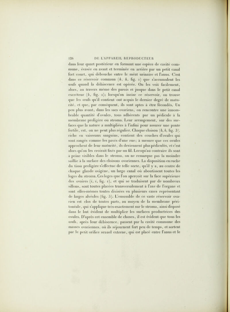 dans leur quart postérieur en formant une espèce de cavité com- mune, évasée en avant et terminée en arrière par un petit canal fort court, qui débouche entre le méat urinaire et l’anus. C’est dans ce réservoir commun (h, h, fig. 1) que s’accumulent les œufs quand la déhiscence est opérée. On les voit facilement, alors, au travers même des parois et jusque dans le petit canal excréteur [b, fig. 1); lorsqu’on incise ce réservoir, on trouve que les œufs qu’il contient ont acquis le dernier degré de matu- rité, et que, par conséquent, ils sont aptes à être fécondés. Un peu plus avant, dans les sacs ovariens, on rencontre une innom- brable quantité d’ovules, tous adhérents par un pédicule à la membrane proligère ou stroma. Leur arrangement, sur des sur- faces que la nature a multipliées à l’infini pour assurer une ponte fertile, est, on ne peut plus régulier. Chaque cloison (6, b, fig. 3), riche en vaisseaux sanguins, contient des couches d’ovules qui sont rangés comme les pavés d’une rue; à mesure que ces ovules approchent de leur maturité, ils deviennent pluspédiculés, et c’est alors qu’on les croirait fixés par un fil. Lorsqu’au contraire ils sont à peine visibles dans le stroma, on ne remarque pas la moindre saillie à la surface des cloisons ovariennes. La disposition en ruche du tissu proligère s’effectue de telle sorte, qu’il y a, au centre de chaque glande ovigène, un large canal oii aboutissent toutes les loges du stroma. Ces loges que l’on aperçoit sur la face supérieure des ovaires (i, i, fig. î), et qui se traduisent par de nombreux sillons, sont toutes placées transversalement à l’axe de l’organe et sont elles-mêmes toutes divisées en plusieurs cases représentant de larges alvéoles (fig. 3). L’ensemble de ce vaste réservoir ova- rien est clos de toutes parts, au moyen de la membrane péri- tonéale, qui s’applique très-exactement sur le stroma, ainsi disposé dans le but évident de multiplier les surfaces productrices des ovules. D’après cet ensemble de choses, il est évident que tous les œufs, après leur déhiscence, passent par la cavité commune des masses ovariennes, où ils séjournent fort peu de temps, et sortent par le petit orifice sexuel externe, qui est placé entre l’anus et le