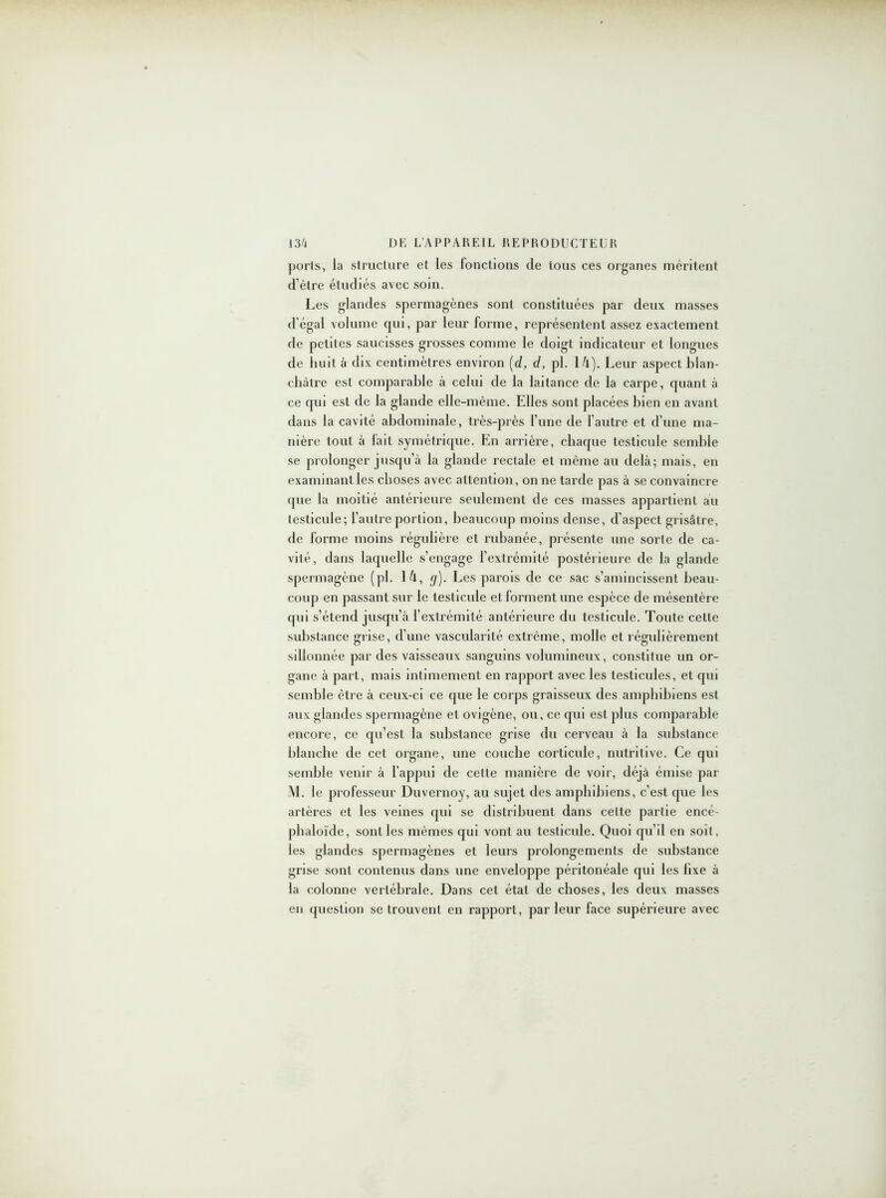 ports, la structure et les fonctions de tous ces organes méritent d’être étudiés avec soin. Les glandes spermagènes sont constituées par deux masses d’égal volume qui, par leur forme, représentent assez exactement de petites saucisses grosses comme le doigt indicateur et longues de huit à dix centimètres environ (d, d, pl. 14). Leur aspect blan- châtre est comparable à celui de la laitance de la carpe, quant à ce qui est de la glande elle-même. Elles sont placées bien en avant dans la cavité abdominale, très-près l’une de l’autre et d’une ma- nière tout à lait symétrique. En arrière, chaque testicule semble se prolonger jusqu’à la glande rectale et même au delà; mais, en examinant les choses avec attention, on ne tarde pas à se convaincre que la moitié antérieure seulement de ces masses appartient au testicule; l’autre portion, beaucoup moins dense, d'aspect grisâtre, de forme moins régulière et rubanée, présente une sorte de ca- vité, dans laquelle s’engage l’extrémité postérieure de la glande spermagène (pl. 14, g). Les parois de ce sac s’amincissent beau- coup en passant sur le testicule et forment une espèce de mésentère qui s’étend jusqu’à l’extrémité antérieure du testicule. Toute celte substance grise, d’une vascularité extrême, molle et régulièrement sillonnée par des vaisseaux sanguins volumineux, constitue un or- gane à part, mais intimement en rapport avec les testicules, et qui semble être à ceux-ci ce que le corps graisseux des amphibiens est aux glandes spermagène et ovigène, ou, ce qui est plus comparable encore, ce qu’est la substance grise du cerveau à la substance blanche de cet organe, une couche corticule, nutritive. Ce qui semble venir à l’appui de cette manière de voir, déjà émise par M. le professeur Duvernoy, au sujet des amphibiens, c’est que les artères et les veines qui se distribuent dans cette partie encé- phaloïde, sont les mêmes qui vont au testicule. Quoi qu’il en soit, les glandes spermagènes et leurs prolongements de substance grise sont contenus dans une enveloppe péritonéale qui les fixe à la colonne vertébrale. Dans cet état de choses, les deux masses en question se trouvent en rapport, parleur face supérieure avec