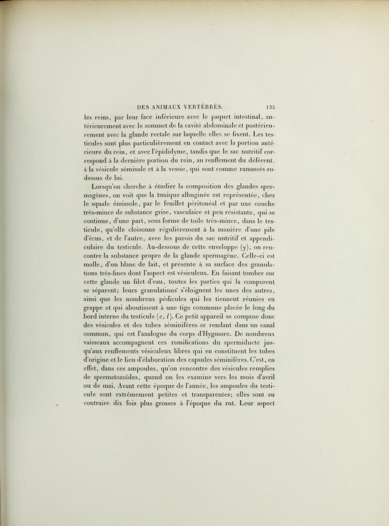 les reins, par leur face inférieure avec le paquet intestinal, an- térieurement avec le sommet de la cavité abdominale et postérieu- rement avec la glande rectale sur laquelle elles se fixent. Les tes- ticules sont plus particulièrement en contact avec la portion anté- rieure du rein, et avec l’épididyme, tandis que le sac nutritif cor- respond à la dernière portion du rein, au renflement du déférent, à la vésicule séminale et à la vessie, qui sont comme ramassés au- dessus de lui. Lorsqu’on cherche à étudier la composition des glandes sper- magènes, on voit que la tunique albuginée est représentée, chez le squale émissole, par le feuillet péritonéal et par une couche très-mince de substance grise, vasculaire et peu résistante, qui se continue, d’une part, sous forme de toile très-mince, dans le tes- ticule, quelle cloisonne régulièrement à la manière d’une pile d’écus, et de l’autre, avec les parois du sac nutritif et appendi- culaire du testicule. Au-dessous de cette enveloppe [y), on ren- contre la substance propre de la glande spermagène. Celle-ci est molle, d’un blanc de lait, et présente à sa surface des granula- tions très-fines dont l’aspect est vésiculeux. En faisant tomber sur cette glande un filet d’eau, toutes les parties qui la composent se séparent; leurs granulations' s’éloignent les unes des autres, ainsi que les nombreux pédicules qui les tiennent réunies en grappe et qui aboutissent à une tige commune placée le long du bord interne du testicule (e, /). Ce petit appareil se compose donc des vésicules et des tubes séminifères se rendant dans un canal commun, qui est l’analogue du corps d’Hygmore. De nombreux vaisseaux accompagnent ces ramifications du spermiducte jus- qu’aux renflements vésiculeux libres qui en constituent les tubes d’origine et le lieu d’élaboration des capsules séminifères. C’est, en effet, dans ces ampoules, qu’on rencontre des vésicules remplies de spermatozoïdes, quand on les examine vers les mois d’avril ou de mai. Avant cette époque de l’année, les ampoules du testi- cule sont extrêmement petites et transparentes; elles sont au contraire dix fois plus grosses à l’époque du rut. Leur aspect