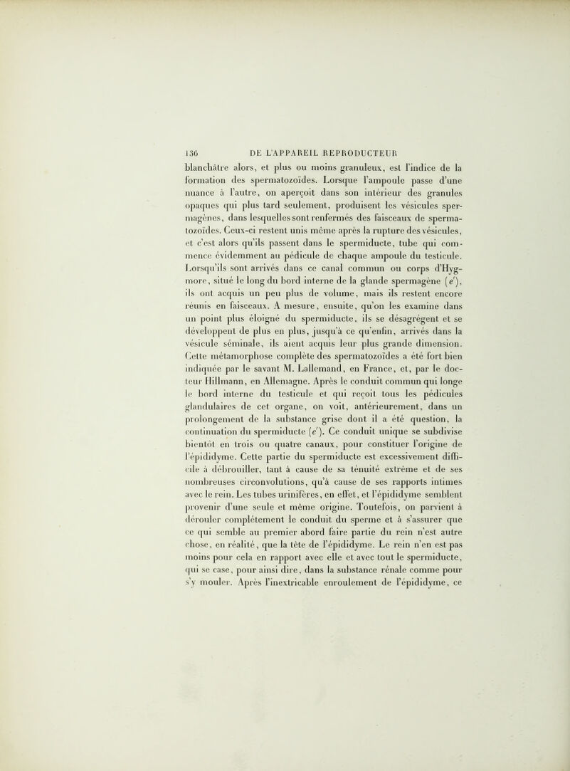 blanchâtre alors, et plus ou moins granuleux, est l’indice de la formation des spermatozoïdes. Lorsque l’ampoule passe d’une nuance à l’autre, on aperçoit dans son intérieur des granules opaques qui plus tard seulement, produisent les vésicules sper- magènes, dans lesquelles sont renfermés des faisceaux de sperma- tozoïdes. Ceux-ci restent unis môme après la rupture des vésicules, et c’est alors qu’ils passent dans le spermiclucte, tube qui com- mence évidemment au pédicule de chaque ampoule du testicule. Lorsqu’ils sont arrivés dans ce canal commun ou corps d’Hyg- more, situé le long du bord interne de la glande spermagène (e'), ils ont acquis un peu plus de volume, mais ils restent encore réunis en faisceaux. A mesure, ensuite, qu’on les examine dans un point plus éloigné du spermiclucte, ils se désagrègent et se développent de plus en plus, jusqu’à ce qu’enlin, arrivés dans la vésicule séminale, ils aient accpiis leur plus grande dimension. Cette métamorphose complète des spermatozoïdes a été fort bien indiquée par le savant M. Lallemand, en France, et, par le doc- teur Hillmann, en Allemagne. Après le conduit commun qui longe le bord interne du testicule et cpii reçoit tous les pédicules glandulaires de cet organe, on voit, antérieurement, dans un prolongement de la substance grise dont il a été cjuestion, la continuation du spermiclucte (e). Ce conduit unique se subdivise bientôt en trois ou quatre canaux, pour constituer l’origine de l’épididyme. Cette partie du spermiducte est excessivement difïi- cde à débrouiller, tant à cause de sa ténuité extrême et de ses nombreuses circonvolutions, qu’à cause de ses rapports intimes avec le rein. Les tubes urinifères, en effet, et l’épididyme semblent provenir d’une seule et même origine. Toutefois, on parvient à dérouler complètement le conduit du sperme et à s’assurer que ce qui semble au premier abord faire partie du rein n’est autre chose, en réalité, que la tète de l’épidiclyme. Le rein n’en est pas moins pour cela en rapport avec elle et avec tout le spermiducte, (pii se case, pour ainsi dire, clans la substance rénale comme pour s’y mouler. Après l’inextricable enroulement de l’épididyme, ce