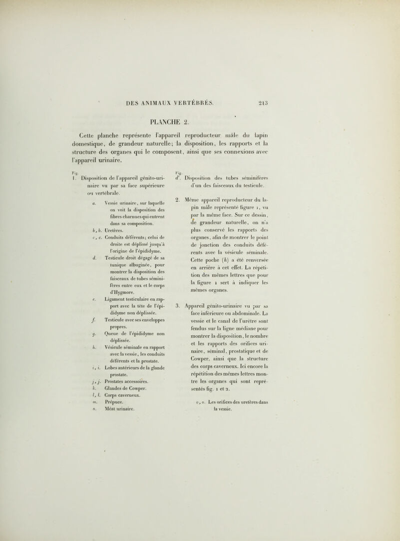 PLANCHE 2. Cette planche représente l’appareil reproducteur mâle du lapin domestique, de grandeur naturelle; la disposition, les rapports et la structure des organes qui le composent, ainsi que ses connexions avec l’appareil urinaire. Fig- I. Disposition de l'appareil génito-uri- naire vu par sa face supérieure ou vertébrale. a. Vessie urinaire, sur laquelle on voit la disposition des fibres charnues qui entrent dans sa composition. b. b. Uretères. c. c. Conduits déférents; celui de droite est déplissé jusqu’à l’origine de l’épididyme. d. Testicule droit dégagé de sa tunique albuginée, pour montrer la disposition des faisceaux de tubes sémini- fères entre eux et le corps d’Hygmore. e. Ligament testiculaire en rap- port avec la tête de l’épi- didyme non déplissée. f. Testicule avec ses enveloppes propres. (j. Queue de l’épididyme non déplissée. h. Vésicule séminale en rapport avec la vessie, les conduits déférents et la prostate. i, i. Lobes antérieurs de la glande prostate. /, j. Prostates accessoires. k. Glandes de Cowper. l. l. Corps caverneux. m. Prépuce. n. Méat urinaire. Fig. d'. Disposition des tubes séminifères d’un des faisceaux du testicule. 2. Même appareil reproducteur du la- pin mâle représenté figure i, vu par la même face. Sur ce dessin, cfe grandeur naturelle, on n’a plus conservé les rapports des organes, afin de montrer le point de jonction des conduits défé- rents avec la vésicule séminale. Cette poche (h) a été renversée en arrière à cet effet. La répéti- tion des mêmes lettres que pour la figure i sert à indiquer les mêmes organes. 3. Appareil génito-urinaire vu par sa face inférieure ou abdominale. La vessie et le canal de l’urètre sont fendus sur la ligne médiane pour montrer la disposition, le nombre et les rapports des orifices uri- naire, séminal, prostatique et de Cowper, ainsi que la structure des corps caverneux. Ici encore la répétition des mêmes lettres mon- tre les organes qui sont repré- sentés fig. i et 2. o j o. Les orifices des uretères dans la vessie.