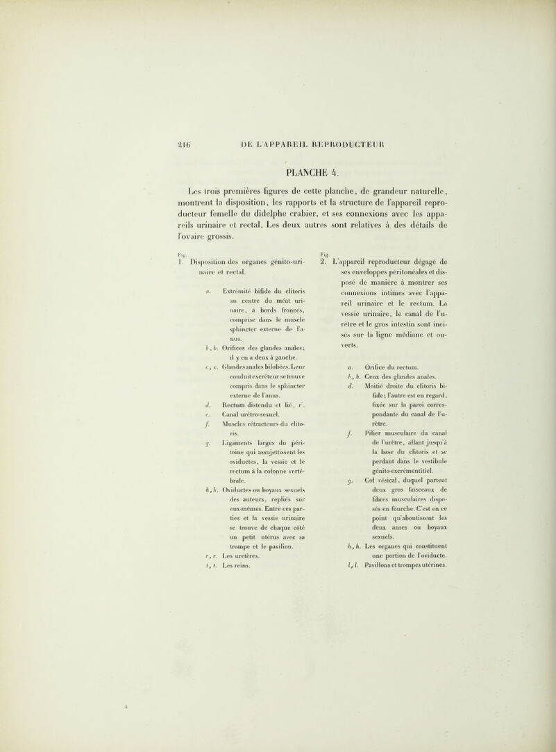 PLANCHE 4. Les trois premières figures de cette planche, de grandeur naturelle, montrent la disposition, les rapports et la structure de l’appareil repro- ducteur femelle du didelphe crabier, et ses connexions avec les appa- reils urinaire et rectal. Les deux autres sont relatives à des détails de l’ovaire grossis. 1. Disposition des organes génito-uri- naire et rectal. a. Extrémité bifide du clitoris an centre du méat uri- naire, à bords froncés, comprise dans te muscle sphincter externe de l’a- nus. b, b. Orifices des glandes anales; il y en a deux à gauche. r., c. Glandesanales biiobées. Leur conduit excréteur se trouve compris dans le sphincter externe de l’anus. d. Rectum distendu et lié, r. e. Canal urétro-sexucl. f. Muscles rétracteurs du clito- ris. 'j. Ligaments larges du péri- toine qui assujettissent les oviductes, la vessie et le rectum à la colonne verté- brale. h, h. Oviductes ou boyaux sexuels des auteurs, repliés sur eux-mêmes. Entre ces par- ties et la vessie urinaire se trouve de chaque côté un petit utérus avec sa trompe et le pavilion. r, r. Les uretères. t, t. Les reins. Fig. 2. L appareil reproducteur dégagé de ses enveloppes péritonéales et dis- posé de manière à montrer ses connexions intimes avec l’appa- reil urinaire et le rectum. La vessie urinaire, le canal de l’u- rètre et le gros intestin sont inci- sés sur la ligne médiane et ou- verts. a. Orifice du rectum. b, b. Ceux des glandes anales. d. Moitié droite du clitoris bi- fide; l’autre est en regard, fixée sur la paroi corres- pondante du canal de l’u- rètre. J. Pilier musculaire du canal de l’urètre, allant jusqu’à la base du clitoris et se perdant dans le vestibule génito-excrémentitiel. (j. Coi vésical, duquel partent deux gros faisceaux de fibres musculaires dispo- sés en fourche. C’est en ce point qu’aboutissent les deux anses ou boyaux sexuels. h, h. Les organes qui constituent une portion de l'oviducte. Z, Z. Pavillons et trompes utérines.