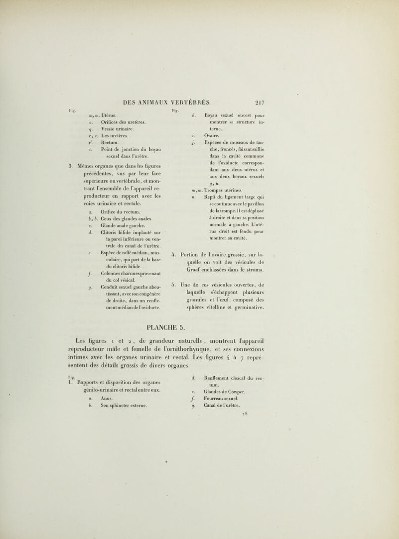 m, m. Utérus. o. Orifices des uretères. g. Vessie urinaire. r, r. Les uretères. r. Rectum. s. Point de jonction du boyau sexuel dans l’urètre. 3. Mêmes organes que dans les figures précédentes, vus par leur face supérieure ou vertébrale, et mon- trant l’ensemble de l’appareil re- producteur en rapport avec les voies urinaire et rectale. a. Orifice du rectum. b. b. Ceux des glandes anales c. Glande anale gauche. il. Clitoris bifide implanté sur la paroi inférieure ou ven- trale du canal de l'urètre. e. Espèce de raffé médian, mus- culaire , qui part de la base du clitoris bifide. J. Colonnes cbarnues provenant du col vésical. g. Conduit sexuel gauche abou- tissant, avec son congénère de droite, dans un renfle- ment médian de l'oviducte. h. Boyau sexuel ouvert pour montrer sa structure in- terne. i. Ovaire. j. Espèces de museaux de tan- che, froncés, faisantsaillie dans la cavité commune de l’oviducte correspon- dant aux deux utérus et aux deux boyaux sexuels 9> h- m, m. Trompes utérines. n. Repli du ligament large qui se continue avec le pavillon de la trompe. H est déplissé à droite et dans sa position normale à gauche. L’uté- rus droit est fendu pour montrer sa cavité. k. Portion de 1 ovaire grossie, sur la- quelle on voit des vésicules de Graaf enchâssées dans le stroma. 5. Une de ces vésicules ouvertes, de laquelle s’échappent plusieurs granules et l’œuf, composé des sphères vitelline et germinative. PLANCHE 5. Les ligures 1 et 2 , de grandeur naturelle, montrent l’appareil reproducteur mâle et femelle de l’ornithorhynque, et ses connexions intimes avec les organes urinaire et rectal. Les figures l\ à 7 repré- sentent des détails grossis de divers organes. f'g 1. Rapports et disposition des organes génito-urinaire et rectal entre eux. a. Anus. b. Son sphincter externe. d. Renflement cloacal du rec- tum. e. Glandes de Cowper. f. Fourreau sexuel. g. Canal de l’urètre. 28 ♦