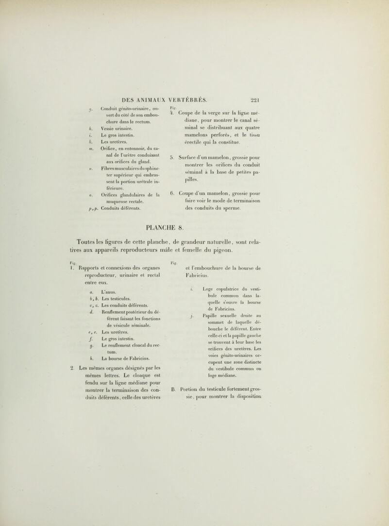 •i. Conduit génito-urinaire, ou- vert du côté de son embou- chure dans le rectum. h. Vessie urinaire. i. Le gros intestin. h. Les uretères. m. Orifice, en entonnoir, du ca- nal de l’urètre conduisant aux orifices du gland. ii. Fibres musculaires du sphinc- ter supérieur qui embras- sent la portion urétrale in- férieure. o. Orifices glandulaires de la muqueuse rectale. p, p. Conduits déférents. Fi». -1. Coupe de la verge sur la ligue mé- diane , pour montrer le canal sé- minal se distribuant aux quatre mamelons perforés, et le tis»u érectile qui la constitue. 5. Surface d’un mamelon, grossie pour montrer les orifices du conduit séminal à la base de petites pa- pilles. 6. Coupe d’un mamelon, grossie pour faire voir le mode de terminaison des conduits du sperme. PLANCHE 8. Toutes les ligures de cette planche, de grandeur naturelle, sont rela- tives aux appareils reproducteurs mâle et femelle du pigeon. 1. Rapports et connexions des organes reproducteur, urinaire et rectal entre eux. a, L’anus. b, b. Les testicules. c, c. Les conduits déférents. J. Renflement postérieur du dé- férent faisant les fonctions de vésicule séminale. e. e. Les uretères. f. Le gros intestin. g. Le renflement cloacal du rec- tum. h. La bourse de Fabricius. 2. Les mêmes organes désignés parles mêmes lettres. Le cloaque est fendu sur la ligne médiane pour montrer la terminaison des con- duits déférents, celle des uretères Fi». et l’embouchure de la bourse de Fabricius. i. Loge copulatrice du vesti- bule commun dans la- quelle s’ouvre la bourse de Fabricius. j. Papille sexuelle droite au sommet de laquelle dé- bouche le déférent. Entre celle-ci et la papille gauche se trouvent à leur base les orifices des uretères. Les voies génito-urinaires oc- cupent une zone distincte du vestibule commun ou loge médiane. B. Portion du testicule fortement gros- sie, pour montrer la disposition