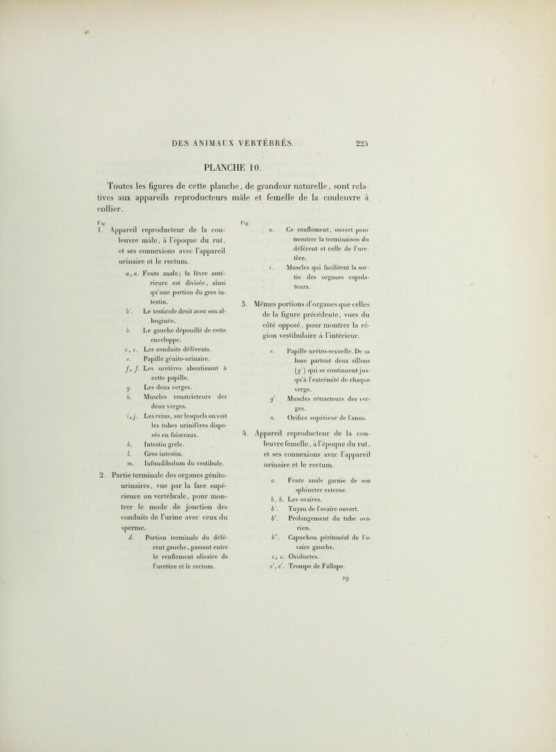 PLANCHE 10. Toutes les figures de cette planche, de grandeur naturelle, sont rela- tives aux appareils reproducteurs mâle et femelle de la couleuvre à collier. Fig. 1. Appareil reproducteur de la cou- leuvre mâle, à l’époque du rut, et ses connexions avec l’appareil urinaire et le rectum. a, a. Fente anale; la lèvre anté- rieure est divisée, ainsi qu’une portion du gros in- testin. b'. Le testicule droit avec son al- buginée. b, Le gauche dépouillé de cette enveloppe. c, c. Les conduits déférents. e. Papille génito-urinaire. f. f. Les uretères aboutissant à cette papille. g. Les deux verges. h. Muscles constricteurs des deux verges. i. j. Les reins, sur lesquels on voit les tubes urinifères dispo- sés en faisceaux. k. Intestin grêle. l. Gros intestin. m. Infundibulum du vestibule. 2. Partie terminale des organes génito- urinaires, vue par la face supé- rieure ou vertébrale, pour mon- trer le mode de jonction des conduits de l’urine avec ceux du sperme. d. Portion terminale du défé- rent gauche, passant entre le renflement olivaire de l’uretère et le rectum. Fig. n. Ce renflement, ouvert pour montrer la terminaison du déférent et celle de l’ure- tère. i. Muscles qui facilitent la sor- tie des organes copula- teurs. 3. Mêmes portions d’organes que celles de la figure précédente, vues du côté opposé, pour montrer la ré- gion vestibulaire à 1 intérieur. e. Papille urétro-sexuelle. De sa base partent deux sillons [g] qui se continuent jus- qu’à l’extrémité de chaque verge. g . Muscles rétracteurs des ver- ges. n. Orifice supérieur de l’anus. U. Appareil reproducteur de la cou- leuvre femelle, à l’époque du rut, et ses connexions avec l appareil urinaire et le rectum. a. Fente anale garnie de son sphincter externe. b. b. Les ovaires. b . Tuyau de l’ovaire ouvert. 6”. Prolongement du tube ova- rien. b’. Capuchon péritonéal de l’o- vaire gauche. c. c. Oviductes. c', c'. Trompe de Fallope. 29