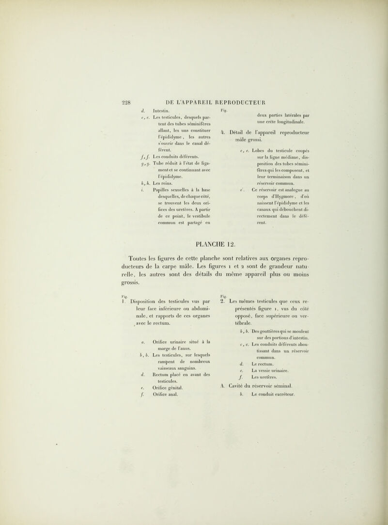 d, Intestin. e, e. Les testicules, desquels par- tent des tubes séminifères allant, les uns constituer l’épididyme , les autres s'ouvrir dans le canal dé- férent. f, f. Les conduits déférents. g, g. Tube réduit à l’état de liga- ment et se continuant avec l’épididyme. h, h. Les reins. i, Papilles sexuelles à la base desquelles, de chaque côté, se trouvent les deux ori- fices des uretères. A partir de ce point, le vestibule commun est partagé en deux parties latérales par une crête longitudinale. Détail de l’appareil reproducteur mâle grossi. e, e. Lobes du testicule coupés sur la ligne médiane, dis- position des tubes sémini- fères qui les composent, et leur terminaison dans un réservoir commun. e . Ce réservoir est analogue au corps d’Hygmore, d’où naissent l’épididyme et les canaux qui débouchent di- rectement dans le défé- rent. Fig. k. PLANCHE 12. Toutes les figures de cette planche sont relatives aux organes repro- ducteurs de la carpe mâle. Les figures 1 et 2 sont de grandeur natu relie, les autres sont des détails du même appareil plus ou moins grossis. Fig. 1. Disposition des testicules vus par leur face inférieure ou abdomi- nale, et rapports de ces organes avec le rectum. a. Orifice urinaire situé à la marge de l’anus. b, b. Les testicules, sur lesquels rampent de nombreux vaisseaux sanguins. d. Rectum placé en avant des testicules. e. Orifice génital. f. Orifice anal. Fig. 2. Les mêmes testicules que ceux re- présentés figure 1, vus du côté opposé, face supérieure ou ver- tébrale. b, b. Des gouttières qui se moulent sur des portions d’intestin. c, c. Les conduits déférents abou- tissant dans un réservoir commun. d. Le rectum. e. La vessie urinaire. J. Les uretères. A. Cavité du réservoir séminal. b. Le conduit excréteur.