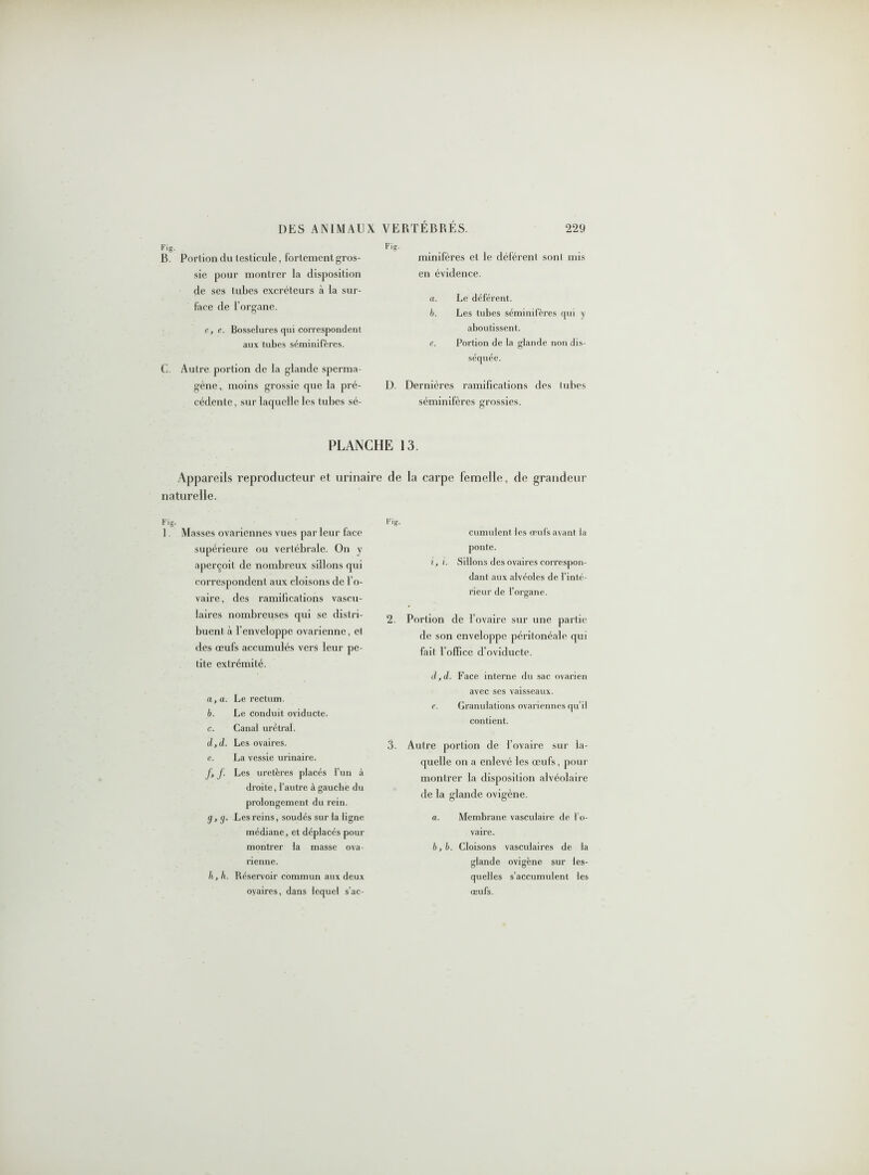 Fig. B. Portion clu leslicule, fortement gros- sie pour montrer la disposition de ses tubes excréteurs à la sur- face de l'organe. e, e. Bosselures qui correspondent aux tubes séminifères. C. Autre portion de la glande sperma- gène, moins grossie que la pré- cédente , sur laquelle les tubes sé- Fig. minifères cl le déférent sont mis en évidence. a. Le déférent. b. Les tubes séminifères qui y aboutissent. e. Portion de la glande non dis- séquée. D. Dernières ramifications des tubes séminifères grossies. PLANCHE 13. Appareils reproducteur et urinaire de la carpe femelle, de grandeur naturelle. F>g- 1. Masses ovariennes vues par leur lace supérieure ou vertébrale. On y aperçoit de nombreux sillons qui correspondent aux cloisons de l’o- vaire, des ramifications vascu- laires nombreuses qui se distri- buent à l’enveloppe ovarienne, et des œufs accumulés vers leur pe- tite extrémité. a. a. Le rectum. b. Le conduit oviducte. c. Canal urétral. d. d. Les ovaires. e. La vessie urinaire. J, J. Les uretères placés l’un à droite, l’autre à gauche du prolongement du rein. <7, j. Les reins, soudés sur la ligne médiane, et déplacés pour montrer la masse ova- rienne. h, h. Réservoir commun aux deux ovaires, dans lequel s’ac- Fig. cumulent les œufs avant la ponte. i, i. Sillons des ovaires correspon- dant aux alvéoles de l’inté- rieur de l’organe. 2. Portion de l’ovaire sur une partie de son enveloppe péritonéale qui fait l’olfice d’oviducte. d, d. Face interne du sac ovarien avec ses vaisseaux. e. Granulations ovariennes qu’il contient. 3. Autre portion de l’ovaire sur la- quelle on a enlevé les œufs, pour montrer la disposition alvéolaire de la glande ovigène. a. Membrane vasculaire de l’o- vaire. b, b. Cloisons vasculaires de la glande ovigène sur les- quelles s’accumulent les œufs.