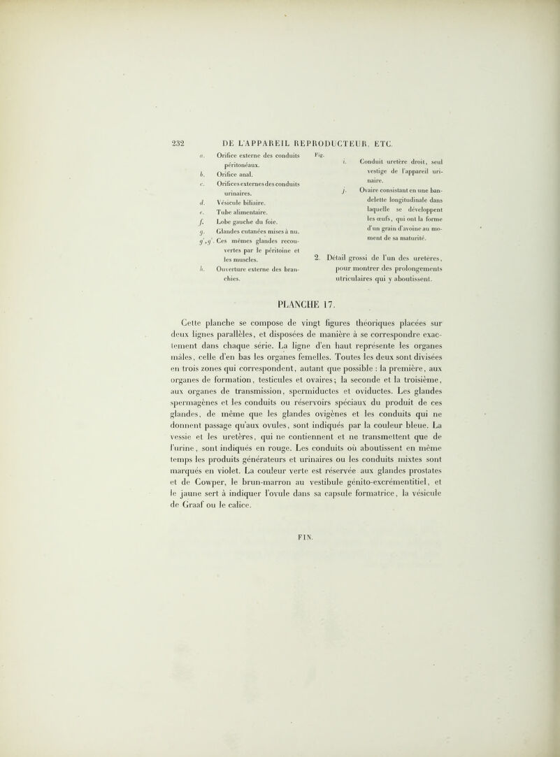 a. Orifice externe des conduits péritonéaux. b. Orifice anal. c. Orilices externes des conduits urinaires. il. Vésicule biliaire. p. Tube alimentaire. f. Lobe gauche du foie. pj. Glandes cutanées mises à nu. (),(]■ Ces mêmes glandes recou- vertes par le péritoine et les muscles. h. Ouverture externe des bran- chies. Fig. Conduit uretère droit, seul vestige de l’appareil uri- naire. Ovaire consistant en une ban- delette longitudinale dans laquelle se développent les œufs, qui ont la forme d’un grain d’avoine au mo- ment de sa maturité. 2. Détail grossi de l’un des uretères, pour montrer des proion PLANCHE 17. Cette planche se compose de vingt figures théoriques placées sur deux lignes parallèles, et disposées de manière à se correspondre exac- tement dans chaque série. La ligne d'en haut représente les organes mâles, celle d’en bas les organes femelles. Toutes les deux sont divisées en trois zones qui correspondent, autant que possible : la première, aux organes de formation, testicules et ovaires; la seconde et la troisième, aux organes de transmission, spermiductes et oviductes. Les glandes spermagènes et les conduits ou réservoirs spéciaux du produit de ces glandes, de même que les glandes ovigènes et les conduits qui ne donnent passage qu’aux ovules, sont indiqués par la couleur bleue. La vessie et les uretères, qui ne contiennent et ne transmettent que de l’urine, sont indiqués en rouge. Les conduits où aboutissent en même temps les produits générateurs et urinaires ou les conduits mixtes sont marqués en violet. La couleur verte est réservée aux glandes prostates et de Cowper, le brun-marron au vestibule génito-excrémentitiel, et le jaune sert à indiquer l’ovule dans sa capsule formatrice, la vésicule de Graaf ou le calice. FIN.