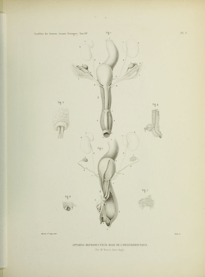 Jfarft/t Sf -i/tf# d?/. PL. Y. V/j-ft» .rr APPAREIL REPRODUCTEUR MALE DE L’ORMTHORHYXpl'K . (Par Mr Martin Saint-Ange).