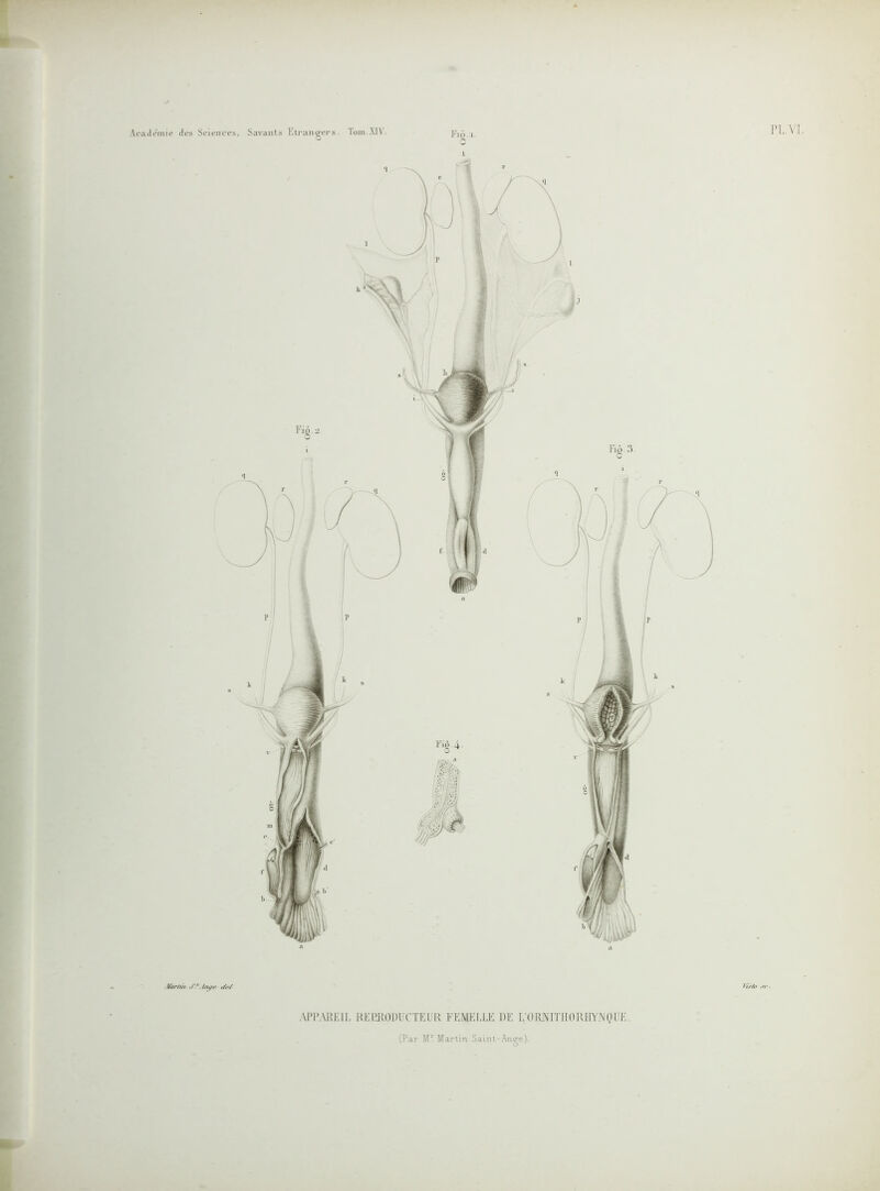 PL VI. r> APPAREIL REPRODUCTEUR FEMELLE DE L'ORNITH0RUY.NQUE. (Par Mr Martin Saint-Ange).