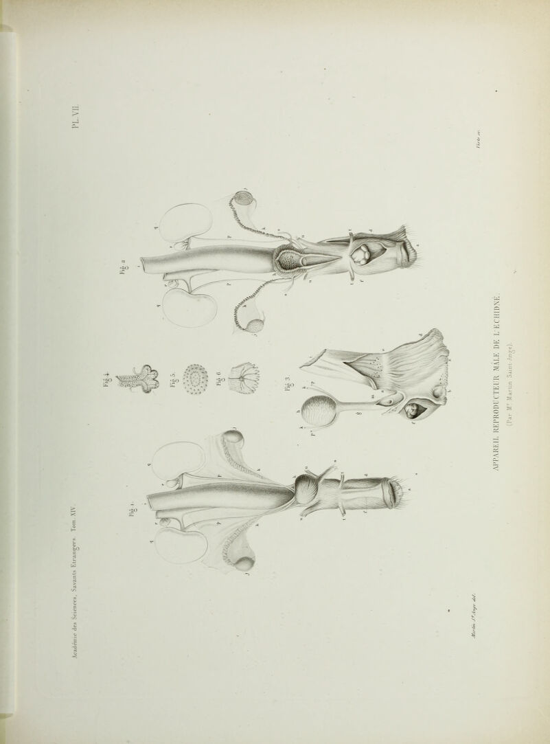 » AP PA RED. REPRODUCTEUR MALE DE L'ECJUDNE,