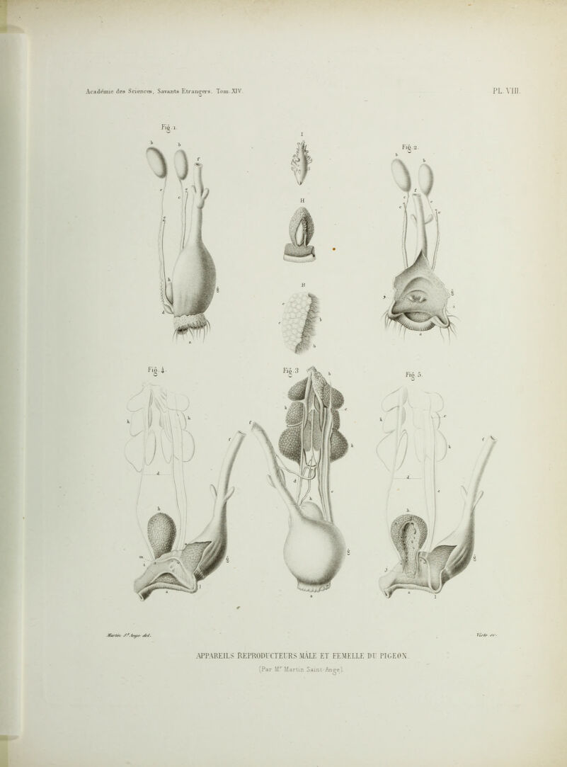 PL. VIII. Academie des Sciences, Savants Etrangers. Tom.JQV. Fiât Ækriài </<■/. Visio sr ■ APPAREILS REPRODUCTEURS MÂLE ET FEMELLE DT PIGEON fPar Mr Martin Saint-Ange).