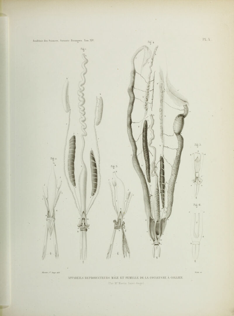 -IAtr///i ./'/ Int/r t/r/ APPAREILS REPRODUCTEURS MALE ET FEMELLE DE LA COULEUVRE A COLLIER Vt.r/o sc