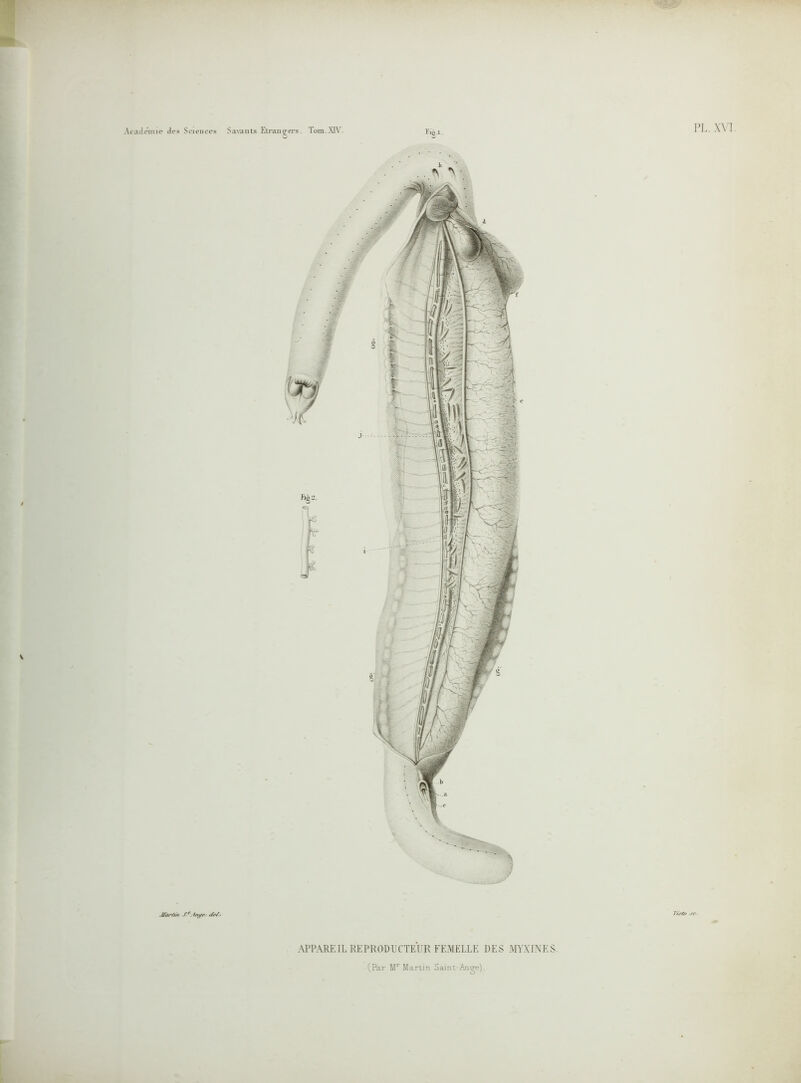 Jfar/tn S *. Inys </<*/ • APPAREIL REPRODUCTEUR FEMELLE DES MVVIXKS (Par Mr Martin Samt-Ange).