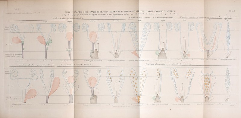 ET FEMEI.I.K DANS U s c1X0 CLASSES D'AXIMAt’X \ ERTKBRÉS TAHI.EAl SYXOPTIOlE DES APPAREILS KKPRODl CTEl US MAI.F min ni I .in.-.l.ioie <iiii existe entre les ornanés. la marche île leur iléor.ulalioii et les base Mr Martin Saint Am AO.HA • pet iiux£jeiit?v it ’co ii I 'c hux. Piôeon C o u Ici OrnithorliN nque luDiittcul ' Il li lie l’ c ; i> n i\ uc ii lifict Oc.Uifiufc «.C iiXclU allie uLuiti le) mutai. ;itl- ttiîliiueii.1' : Ill(c--C>.vcî.ciliei Ùllle-llX mai .. I .niai’ ut élu -iil. )iuAiui*Mi' V. /Icrrwnèf-