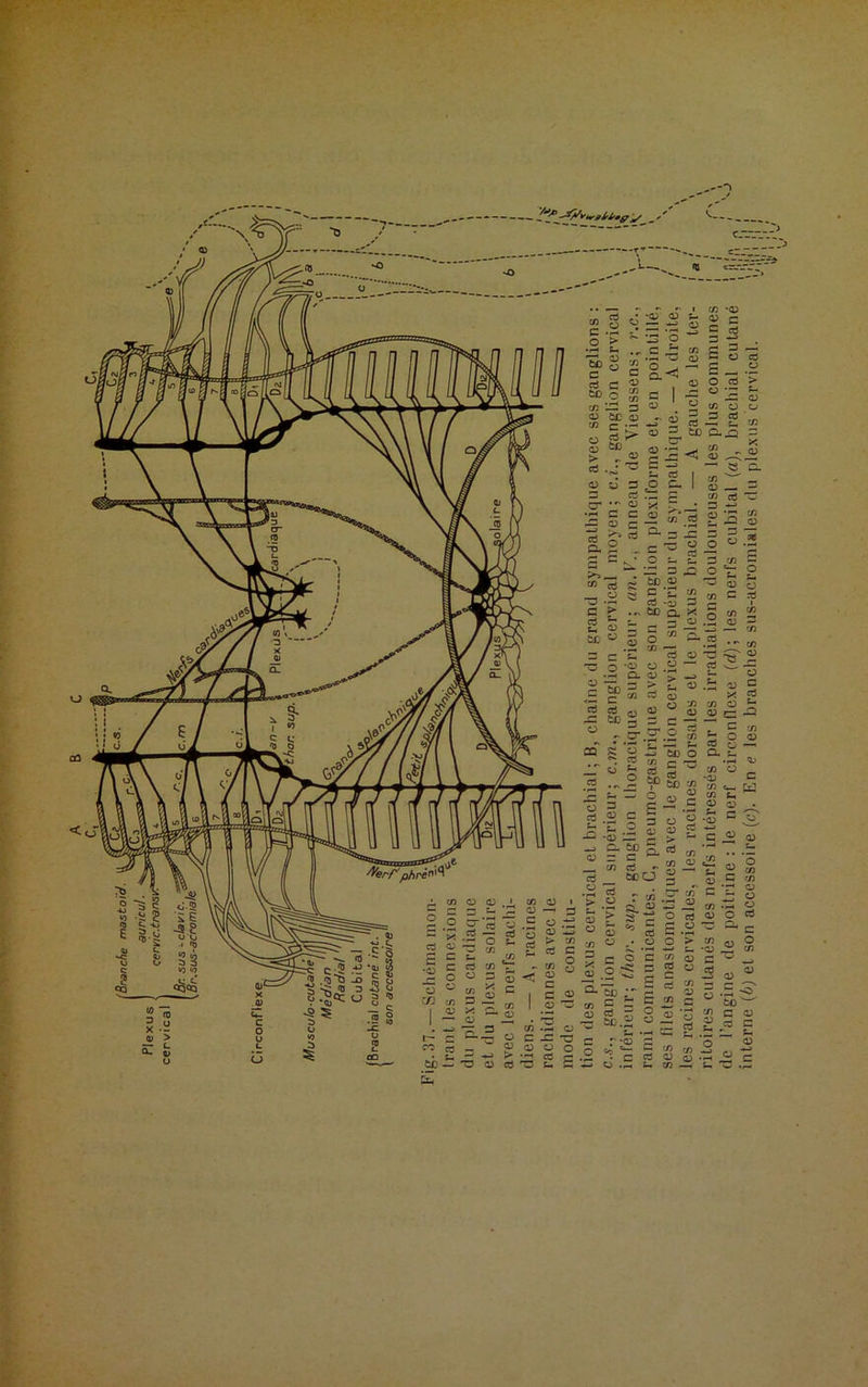 r ses filets anastomotiques avec le ganglion cervical supérieur du sympathique. — A droite, les racines cervicales, les racines dorsales et le plexus brachial. — A gauche les ter- ritoires cutanés des nerfs intéressés par les irradiations douloureuses les plus communes de l’angine de poitrine : le nerf circonflexe (d); les nerfs cubital (a), brachial cutané interne (b) et son accessoire (c). En e les branches sus-acromiales du plexus cervical.