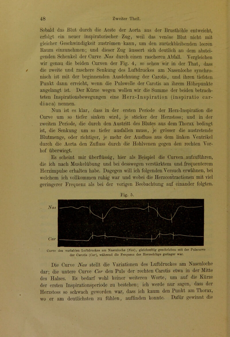 Sobald das Blut durch die Aeste der Aorta aus der Brusthöhle entweicht, erfolgt ein neuer inspiratorischer Zug, weil das venöse Blut nicht mit gleicher Geschwindigkeit Zuströmen kann, um den zurückbleihenden leeren Raum eiuzunehmen; und dieser Zug äussert sich deutlich au dem abstei- genden Schenkel der Curve Nas durch einen rascheren Abfall. Vergleichen wir genau die beiden Curven der Big. 4, so sehen wir in der That, dass die zweite und raschere Senkung des Luftdruckes am Nasenloche synchro- nisch ist mit der beginnenden Ausdehnung der Carotis, und ihren tiefsten Punkt dann erreicht, wenn die Pulswelle der Carotis an ihrem Höhepunkte angelangt ist. Der Kürze wegen wollen wir die Summe der beiden betrach- teten Inspirationsbewegungen eine Herz-Inspiration (inspiratio car- diaca) nennen. Nun ist es klar, dass in der ersten Periode der Herz-Inspiration die Curve um so tiefer sinken wird, je stärker der Herzstoss; und in der zweiten Periode, die durch den Austritt des Blutes aus dem Thorax bedingt ist, die Senkung um so tiefer ausfallen muss, je grösser die austreteiide Blutmenge, oder richtiger, je mehr der Ausfluss aus dem linken Ventrikel durch die Aorta den Zufluss durch die Hohlveuen gegen den rechten Vor- hof überwiegt. Es scheint mir überflüssig, hier als Beispiel die Curven aufzüführen, die ich nach Muskelübung und bei desswegen verstärktem und frequenterem Herzimpulse erhalten habe. Dagegen will ich folgenden Versuch erwähnen, bei welchem ich vollkommen ruhig war und wobei die Herzcontractionen mit viel geringerer Frequenz als bei der vorigen Beobachtung auf einander folgten. Fig. 5. Nas Car Curve des variablen Luftdruckes am Nasenloche (Was), gleichzeitig geschrieben mit der Pulseurve der Carotis [Car), während die Frequenz der Herzschläge geringer war. Die Curve Nas stellt die Variationen des Luftdruckes am Nasenloche dar; die untere Curve Cor den Puls der rechten Carotis etwa in der Mitte des Halses. Es bedarf wohl keiner weiteren Worte, um auf die Kürze der ersten Inspirationsperiode zu bestehen; ich werde nur sagen, dass der Herzstoss so schwach geworden war, dass ich kaum den Punkt am Thorax, wo er am deutlichsten zu fühlen, auffinden konnte. Dafür gewinnt die