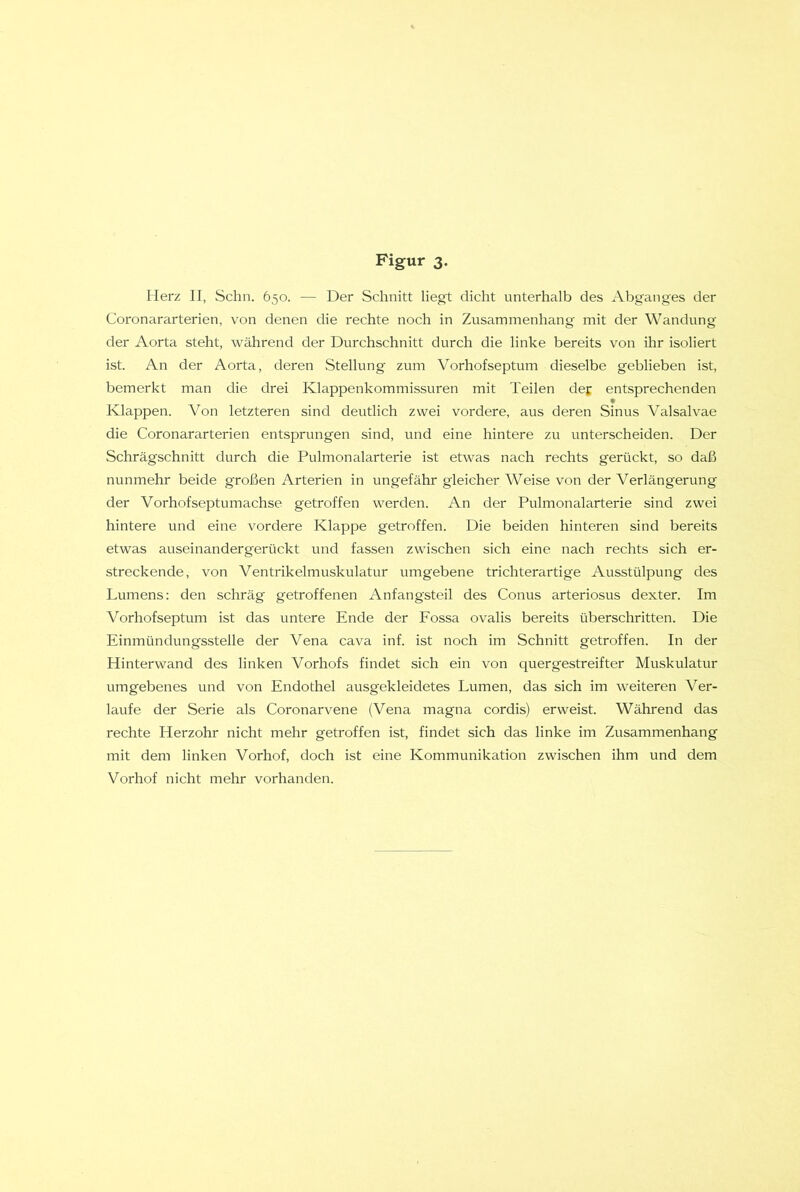 Merz II, Schn. 650. — Der Schnitt liegt dicht unterhalb des Abganges der Coronararterien, von denen die rechte noch in Zusammenhang mit der Wandung der Aorta steht, während der Durchschnitt durch die linke bereits von ihr isoliert ist. An der Aorta, deren Stellung zum Vorhofseptum dieselbe geblieben ist, bemerkt man die drei Klappenkommissuren mit Teilen def entsprechenden Klappen. Von letzteren sind deutlich zwei vordere, aus deren Sinus Valsalvae die Coronararterien entsprungen sind, und eine hintere zu unterscheiden. Der Schrägschnitt durch die Pulmonalarterie ist etwas nach rechts gerückt, so daß nunmehr beide großen Arterien in ungefähr gleicher Weise von der Verlängerung der Vorhofseptumachse getroffen werden. An der Pulmonalarterie sind zwei hintere und eine vordere Klappe getroffen. Die beiden hinteren sind bereits etwas auseinandergerückt und fassen zwischen sich eine nach rechts sich er- streckende, von Ventrikelmuskulatur umgebene trichterartige Ausstülpung des Lumens: den schräg getroffenen Anfangsteil des Conus arteriosus dexter. Im Vorhofseptum ist das untere Ende der Fossa ovalis bereits überschritten. Die Einmündungsstelle der Vena cava inf. ist noch im Schnitt getroffen. In der Hinterwand des linken Vorhofs findet sich ein von quergestreifter Muskulatur umgebenes und von Endothel ausgekleidetes Lumen, das sich im weiteren Ver- laufe der Serie als Coronarvene (Vena magna cordis) erweist. Während das rechte Herzohr nicht mehr getroffen ist, findet sich das linke im Zusammenhang mit dem linken Vorhof, doch ist eine Kommunikation zwischen ihm und dem Vorhof nicht mehr vorhanden.