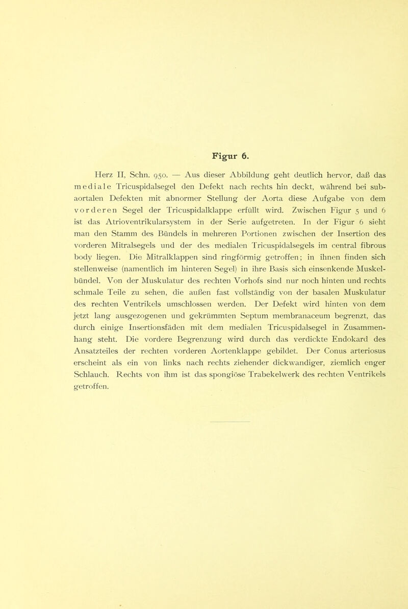 Herz II, Schn. 950. — Aus dieser Abbildung geht deutlich hervor, daß das mediale Tricuspidalsegel den Defekt nach rechts hin deckt, während bei sub- aortalen Defekten mit abnormer Stellung' der Aorta diese Aufgabe von dem vorderen Segel der Tricuspidalklappe erfüllt wird. Zwischen Figur 5 und 6 ist das Atrioventrikularsystem in der Serie aufgetreten. In der Figur 6 sieht man den Stamm des Bündels in mehreren Portionen zwischen der Insertion des vorderen Mitralsegels und der des medialen Tricuspidalsegels im central fibrous body liegen. Die Mitralklappen sind ringförmig getroffen; in ihnen finden sich stellenweise (namentlich im hinteren Segel) in ihre Basis sich einsenkende Muskel- bündel. Von der Muskulatur des rechten Vorhofs sind nur noch hinten und rechts schmale Teile zu sehen, die außen fast vollständig von der basalen Muskulatur des rechten Ventrikels umschlossen werden. Der Defekt wird hinten von dem jetzt lang ausgezogenen und gekrümmten Septum membranaceum begrenzt, das durch einige Insertionsfäden mit dem medialen Tricuspidalsegel in Zusammen- hang steht. Die vordere Begrenzung wird durch das verdickte Endokard des Ansatzteiles der rechten vorderen Aortenklappe gebildet. Der Conus arteriosus erscheint als ein von links nach rechts ziehender dickwandiger, ziemlich enger Schlauch. Rechts von ihm ist das spongiöse Trabekelwerk des rechten Ventrikels getroffen.