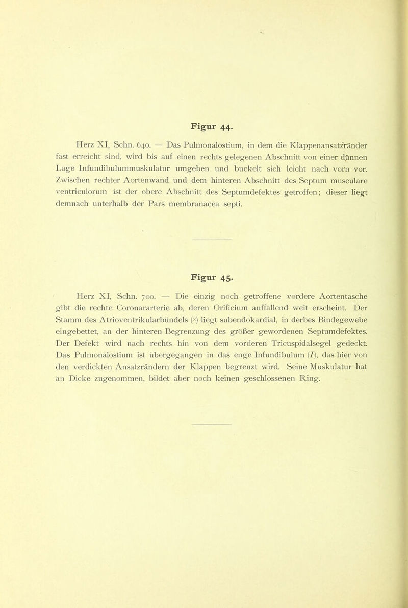 Herz XI, Schn. 640. — Das Pulmonalostium, in dem die Klappenansatz'ränder fast erreicht sind, wird bis auf einen rechts gelegenen Abschnitt von einer d,ünnen Lage Infundibulummuskulatur umgeben und buckelt sich leicht nach vorn vor. Zwischen rechter Aorten wand und dem hinteren Abschnitt des Septum musculare ventriculorum ist der obere Abschnitt des Septumdefektes getroffen; dieser liegt demnach unterhalb der Pars membranacea septi. Figur 45. Herz XI, Schn. 700. — Die einzig noch getroffene vordere Aortentasche gibt die rechte Coronararterie ab, deren Orificium auffallend weit erscheint. Der Stamm des Atrioventrikularbündels (x) liegt subendokardial, in derbes Bindegewebe eingebettet, an der hinteren Begrenzung des größer gewordenen Septumdefektes. Der Defekt wird nach rechts hin von dem vorderen Tricuspidalsegel gedeckt. Das Pulmonalostium ist übergegangen in das enge Infundibulum (/), das hier von den verdickten Ansatzrändern der Klappen begrenzt wird. Seine Muskulatur hat an Dicke zugenommen, bildet aber noch keinen geschlossenen Ring.