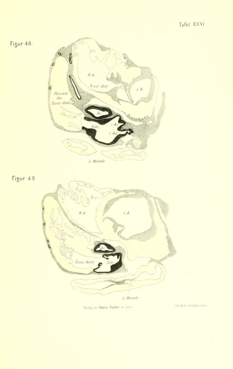 Fi^ur 48. nyocard ^ des 4 Conus dexter^ L . Herzohr Fi^ur 49 L . Herzohr LilhJnst V A Glitsch, Jena