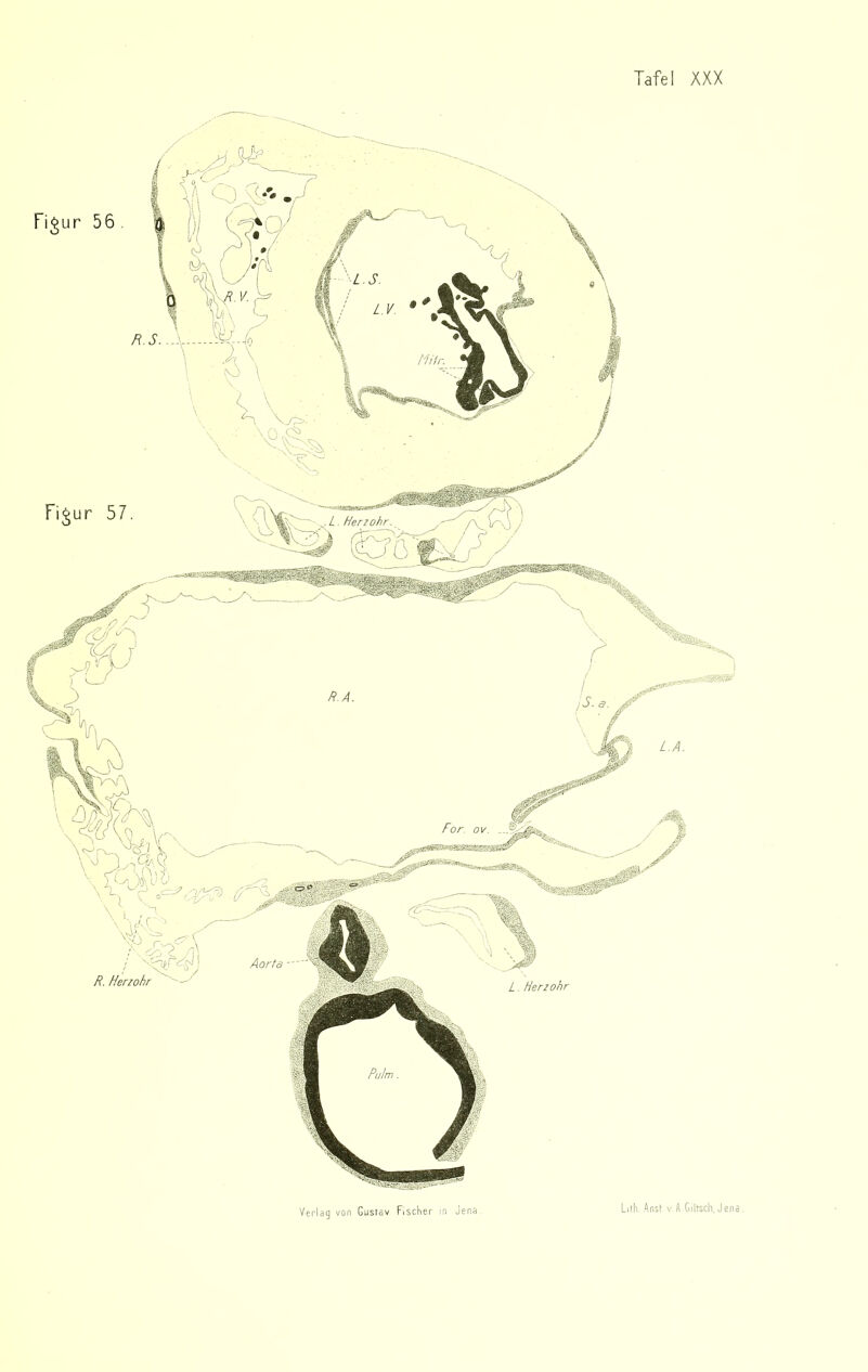 . L. Herzohr. Aortä R. Herz ohr L. Herzohr