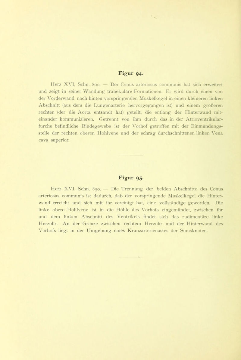 Merz X\’I, Schn. 800. — Der Conus arteriosus communis hat sich erweitert und zeigt in seiner Wandung trabekuläre Formationen. Er wird durch einen von der \'ordenvand nach hinten vorspringenden Muskelkegel in einen kleineren linken Abschnitt (aus dem die Lungenarterie her\ orgegangen ist) und einem größeren rechten (der die Aorta entsandt hat) geteilt, die entlang der Mintenvand mit- einander kommunizieren. Getrennt von ihm durch das in der Atrioventrikular- furche befindliche Bindegewebe ist der Vorhof getroffen mit der Einmündungs- stelle der rechten oberen Hohlvene und der schräg durchschnittenen linken \'ena cava Superior. Figur 95. Herz X^'I, Schn. 850. — Die Trennung der beiden Abschnitte des Conus arteriosus communis ist dadurch, daß der vorspringende Muskelkegel die Hinter- wand erreicht und sich mit ihr vereinigt hat, eine vollständige geworden. Die linke obere Hohlvene ist in die Höhle des \'orhofs eingemündet, zwischen ihr und dem linken Abschnitt des Ventrikels findet sich das rudimentäre linke Herzohr. An der Grenze zwischen rechtem Herzohr und der Hintorwand des \'orhofs liegt in der Umgebung eines Kranzarterienastes der Sinusknoten.