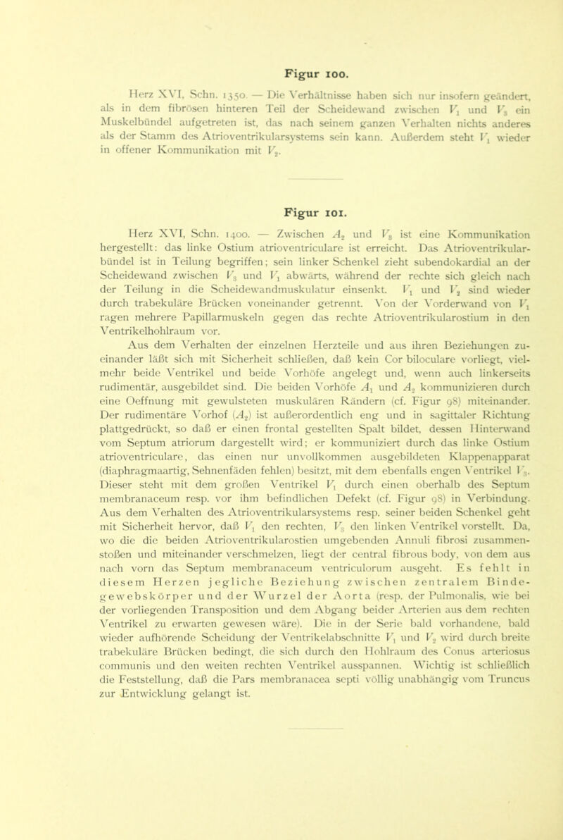 Herz X\ I, Schn. 1350. — Die \'erhältnisse haben sich nur insofern geändert, als in dem fibrösen hinteren Teil der Scheidewand zwischen F, und F, ein Muskelbündel aufgetreten ist, das nach seinem ganzen Verhalten nichts anderes als der Stamm des Atrioventrikularsystems sein kann. Außerdem steht I \ wieder in offener Kommunikation mit F,. Figur lOi. Herz XVI, Schn. 1400. — Zwischen A2 und Fg ist eine Kommunikation hergestellt: das linke Ostium atrioventriculare ist erreicht. Das Atrioventrikular- bündel ist in Teilung begriffen; sein linker Schenkel zieht subendokardial an der Scheidewand zwischen Fg und V\ abwärts, während der rechte sich gleich nach der Teilung in die Scheidewandmuskulatur einsenkt. Fj und Fj sind wieder durch trabekuläre Brücken voneinander getrennt. \'on der \'orderwand von F, ragen mehrere Papillarmuskeln gegen das rechte Atrioventrikularostium in den Ventrikclhohlraum vor. Aus dem Verhalten der einzelnen Herzteile und aus ihren Beziehungen zu- einander läßt sich mit Sicherheit schließen, daß kein Cor biloculare vorliegt, viel- mehr beide Ventrikel und beide \'orhöfe angelegt und, wenn auch linkerseits rudimentär, ausgebildet sind. Die beiden \'orhöfe Ai und kommunizieren durch eine Oeffnung mit gewulsteten muskulären Rändern (cf. Figur 98) miteinander. Der rudimentäre \’orhof (A2) ist außerordentlich eng und in sagittaler Richtung plattgedrückt, so daß er einen frontal gestellten Spalt bildet, dessen Hinterwand vom Septum atriorum dargestellt wird; er kommuniziert durch das linke Ostium atrioventriculare, das einen nur un\ollkommen ausgebildeten Klappenapparat (diaphragmaartig, Sehnenfäden fehlen) besitzt, mit dem ebenfalls engen \’entrikel I *g. Dieser steht mit dem großen \'entrikel Fj durch einen oberhalb des Septum membranaceum resp. vor ihm befindlichen Defekt (cf. Figur 98) in \'erbindung. Aus dem \erhalten des Atrioventrikularsystems resp. seiner beiden Schenkel geht mit Sicherheit hervor, daß F, den rechten, l g den linken ^'ent^ikel vorstellt. Da, wo die die beiden Atrioventrikularostien umgebenden Annuli fibrosi Zusammen- stößen und miteinander verschmelzen, liegt der central fibrous body, von dem aus nach vorn das Septum membranaceum vcntriculorum ausgeht. Es fehlt in diesem Herzen jegliche Beziehung zwischen zentralem Binde- ge webskör per und der Wurzel der Aorta (resp. der Pulmonalis. wie bei der vorliegenden Transposition und dem Abgang beider Arterien aus dem rechten X’^entrikel zu erwarten gewesen wäre). Die in der Serie bald vorhandene, bald wieder aufliörendc Scheidung der \'entrikelabschnitte F, und wird durch breite trabekuläre Brücken bedingt, die sich durch den Hohlraum des Conus artcriosus communis und tlen weiten rechten \’entrikel ausspannen. Wichtig ist schließlich die Feststellung, daß die Pars membranacea septi völlig unabhängig vom Truncus zur Entwicklung gelangt ist.