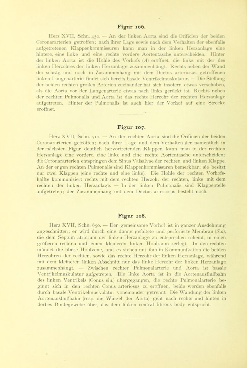 Fig^r io6. Herz XVII, Schn. 450. — An der linken Aorta sind die Orificien der beiden Coronararterien getroffen; nach ihrer I^ge sowie nach dem \'erhalten der ebt'nfalls aufgetretenen Klappenkommissuren kann man in der linken Ilerzanlage eine hintere, eine linke und eine rechte vordere Aortentasche unterscheiden. Hinter der linken Aorta ist die Höhle des Vorhofs (.-I) eröffnet, die links mit der des linken Herzohres der linken Ilerzanlage zusammenhängt. Rechts neben der Wand der schräg und noch in Zusammenhang mit dem Ductus arteriosus getroffenen linken Lungenarterie findet sich bereits basale X’entrikelmuskulatur. — 1 )ie Stellung der beiden rechten großen Arterien zueinander hat sich insofern etwas verschoben, als die Aorta vor der Lungenarterie etwas nach links gerückt ist. Rechts neben der rechten Pulmonalis und Aorta ist das rechte Herzohr der rechten Herzanlage aufgetreten. Hinter der Pulmonalis ist auch hier der \'orhof auf eine Strecke eröffnet. Figur 107. Herz X\'II, Schn. 510. — An der rechten Aorta sind die Orificien der beiden Coronararterien getroffen; nach ihrer Lage und dem Verhalten der namentlich in der nächsten Figur deutlich hervortretenden Klappen kann man in der rechten Herzanlage eine vordere, eine linke und eine rechte Aortentasche unterscheiden: die Coronararterien entspringen dem Sinus \'alsalvae der rechten und linken Klappe. An der engen rechten Pulmonalis sind Klappenkommissuren bemerkbar; sie besitzt nur zwei Klappen (eine rechte und eine linke). Die Höhle der rechten Vorhofs- hälfte kommuniziert rechts mit dem rechten Herzohr der rechten, links mit dem rechten der linken Herzanlage. — In der linken Pulmonalis sind Klappenteile aufgetreten; der Zusammenhang mit dem Ductus arteriosus besteht noch. Figur 108. Herz XVII, Schn. 650. — Der gemeinsame Vorhof ist in ganzer Ausdehnung angeschnitten; er wird durch eine dünne gefaltete und perforierte Membran (S.a), die dem Septum atriorum der linken I lerzanlage zu entsprechen scheint, in einen größeren rechten und einen kleineren linken I lohlraum zerlegt. In den rechten mündet die obere Hohlvene, und es stehen mit ihm in Kommunikation die beiden Ilerzohren der rechten, sowie das rechte 1 lerzohr der linken Ilerzanlage. während mit dem kleineren linken Abschnitt nur das linke 1 lerzohr der linken Herzanlage zusammenhängt. — Zwischen rechter Pulmonalarterie und .Vorta ist basale X'entrikelmuskulatur aufgetreten. Die linke Aorta ist in die Aortenausflußbahn des linken Ventrikels (Conus sin.) übergegangen, die rechte Pulmonalarterie be- ginnt sich in den rechten Conus arteriosus zu eröffnen, beide werden ebenfalls durch basale N'entrikelmuskulatur voneinander getrennt. Die Wandung der linken Aortenausflußbahn (resp. die Wurzel der Aorta) geht nach rechts und hinten in derbes Bindegewebe über, d;is dem linken central fibrous body entspricht.