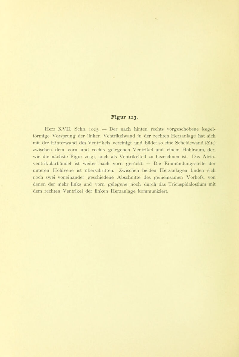 Herz XVII, Schn. 1025. — Der nach hinten rechts vorgeschobene kegel- förmige Vorsprung der linken Ventrikel wand in der rechten Herzanlage hat sich mit der Hinterwand des Ventrikels vereinigt und bildet so eine Scheidewand (S.v.) zwischen dem vorn und rechts gelegenen \'entrikel und einem Hohlraum, der, wie die nächste Figur zeigt, auch als Ventrikelteil zu bezeichnen ist. Das Atrio- ventrikularbündel ist weiter nach vorn gerückt — Die Einmündungsstelle der unteren Hohlvene ist überschritten. Zwischen beiden Ilerzanlagen finden sich noch zwei voneinander geschiedene Abschnitte des gemeinsamen Vorhofs, von denen der mehr links und vorn gelegene noch durch das Tricuspidalostium mit dem rechten Ventrikel der linken Herzanlage kommuniziert.