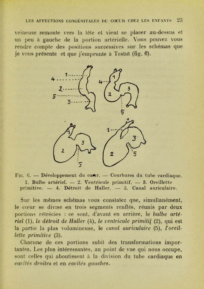 veineuse l'emonte \eris la tête et vient se placer au-dessus et un peu à gauche de la portion artérielle. Vous pouvez vous rendre compte des positions successives sur les schémas que je vous présente et que j’emprunte à Testut (fig. 6). Fig. 6. — Développement du ccï»r. — Courbures du tube cardiaque. 1. Bulbe artériel. — 2. Ventricule primitif. — 3. Oreillette primitive. — 4. Détroit de Haller. — 5. Canal auriculaire. Sur les mêmes schémas vous constatez que, simultanément, le cœur se divise en trois segments renflés, réunis par deux portions rétrécies : ce sont, d’avant en arrière, le bulbe arté- riel (1), le détroit de Haller (4), le ventricule primitil ^st la partie la plus Aolumineuse, le canal auriculaire (5), Voreil- letle primitive (3). Chacune de ces portions subit des transformations impor- tantes. Les plus intéressantes, au point de vue qui nous occupe, sont celles qui aboutissent à la division du tube cardiaque en cavités droites et en cavités gauches.
