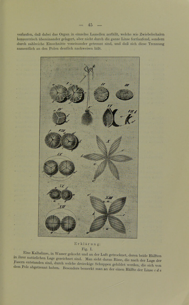 verlaufen, daß dabei das Organ in einzelne Lamellen zerfällt, welche wie Zwiebelschalen konzentrisch übereinander gelagert, aber niclit durcli die ganze Linse fortlaufend, sondern durch zahlreiche Einschnitte voneinander getrennt sind, und daß sich diese Trennung namentlich an den Polen dcutlicli nachweisen läßt. L r k 1 ä r u n g: Eig. I. in ihre^r ''' '''' getrocknet, deren beide Hälften Fasere fr 1  gezeichnet sind. Man .sieht daran Risse, die nach der Lage der dem Pok h f «md, durch welche dreieckige Schuppen gebildet werden, die sich von Pole abgetrennt haben. Besonders bemerkt man an der einen Hälfte der Linse c d e