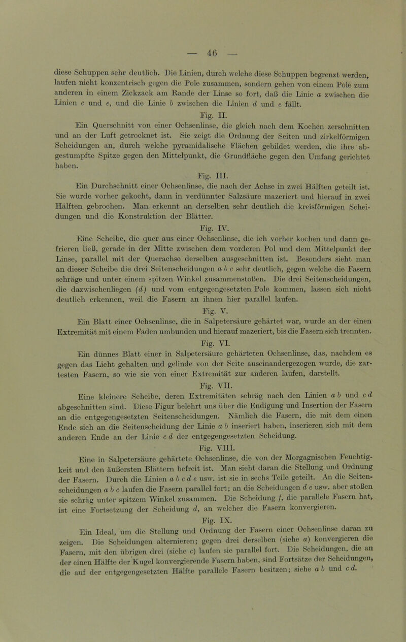 4G diese Schuppen sehr deutlich. Die Linien, durch welche diese Schuppen begrenzt werden, laufen nicht konzentrisch gegen die Pole zusammen, sondern gehen von einem Polo zum anderen in einem Zickzack am Rande der Linse so fort, daß die Linie a zwischen die Linien c und e, und die Linie h zwischen die Linien d und e fällt. Fig. II. Ein Querschnitt von einer Ochsenlinse, die gleich nach dem Kochen zerschnitten und an der Luft getrocknet ist. Sie zeigt die Ordnung der Seiten und zirkelförmigen Scheidungen an, durch welche i3yramidalische Flächen gebildet werden, die ihre ab- gestumijfte Spitze gegen den Mittelpunkt, die Grundfläche gegen den Umfang gerichtet haben. Fig. III. Ein Durchschnitt einer Ochsenlinse, die nach der Achse in zwei Hälften geteilt ist. Sie wurde vorher gekocht, dann in verdünnter Salzsäure mazeriert und hierauf in zwei HäKten gebrochen. Man erkennt an derselben sehr deutlich die kreisförmigen Schei- dungen tmd die Konstruktion der Blätter. Fig. IV. Eine Scheibe, die quer aus einer Ochsenhnse, die ich vorher kochen und dann ge- frieren ließ, gerade in der Mitte zwischen dem vorderen Pol und dem Mittelpunkt der Linse, parallel mit der Querachse derselben ausgeschnitten ist. Besonders sieht man an dieser Scheibe die drei Seitenscheidungen ab c sehr deutheh, gegen Avelche die Fasern schräge und unter einem spitzen Winkel zusammenstoßen. Die drei Seitenscheidungen, die dazAAÜschenhegen (d) und vom entgegengesetzten Pole kommen, lassen sich nicht deutlich erkennen, weil die Fasern an ihnen liier parallel laufen. Fig. V. Ein Blatt einer Ochsenhnse, die in Salpetersäure gehärtet war, ivm'de an der einen Extremität mit einem Faden umbunden und liierauf mazeriert, bis die Fasern sich trennten. Fig. VI. Ein dünnes Blatt einer in Salpetersäure gehärteten Ochsenhnse, das, nachdem es gegen das Licht gehalten und gelinde von der Seite auseinandergezogen wurde, die zar- testen Fasern, so wie sie von einer Extremität zur anderen laufen, darstellt. Fig. VII. Eine kleinere Scheibe, deren Extremitäten schräg nach den Linien a b und c d abgeschnitten sind. Diese Figur belehrt uns über die Endigung und Insertion der Fasern an die entgegengesetzten Seitenscheidungen. Kämhch die Fasern, die mit dem einen Ende sich an die Seitenscheidung der Linie a b inseriert haben, inserieren sich mit dem anderen Ende an der Linie cd der entgegengesetzten Scheidung. Fig. VIII. Eine in Salpetersäure gehärtete Ochsenhnse, die von der Morgagnischen Feuchtig- keit und den äußersten Blättern befreit ist. Man sieht daran die SteUung imd Ordnung der Fasern. Durch die Linien abede usw. ist sie in sechs Teile geteilt. An die Seiten- scheidungen ah c laufen die Fasern parallel fort; an die Scheidungen d e usw. aber stoßen sie schräg unter spitzem Winkel zusammen. Die Scheidung /, die parallele Fasern hat, ist eine Fortsetzung der Scheidung d, an Avelcher die Fasern konvergieren. Fig. IX. Ein Ideal, um die Stellung und Ordnung der Fasern einer Ochsenhnse daran zu zeigen. Die Scheidungen alternieren; gegen drei derselben (siehe a) konvergieren die Fasern, mit den übrigen drei (siehe c) laufen sie parallel fort. Die Scheidungen, die an der einen Hälfte der Kugel konvergierende Fasern haben, sind Fortsätze der Scheidungen, die auf der entgegengesetzten Hälfte iiarallelc Fasern besitzen; siehe ab und cd.
