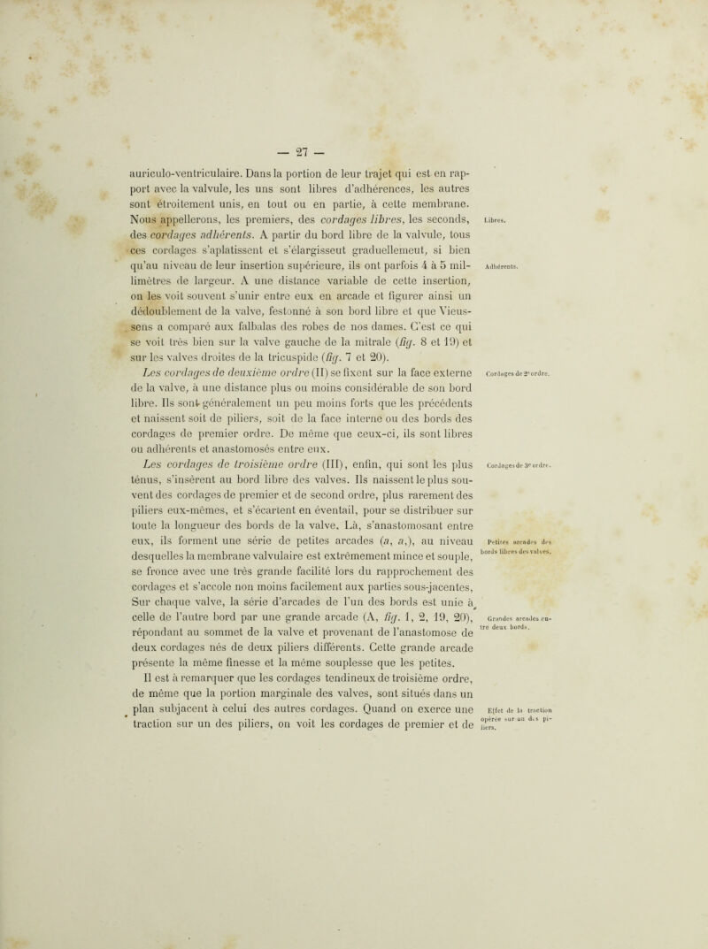 auriculo-venlriculaire. Dans la portion de leur trajet qui est en rap- port avec la valvule, les uns sont libres d’adherences, les autres sont etroitement unis, en tout ou en partie, a cette membrane. Nous appellerons, les premiers, des cordages libres, les seconds, des cordages adherents. A partir du bord libre de la valvule, tons ces cordages s’aplatissent et s’elargisseut graduellemeut, si bien qu’au niveau de leur insertion superieure, ils ont parfois 4 a 5 mil- limetres de largeur. A une distance variable de cette insertion, on les voit souvent s’unir entre eux en arcade et figurer ainsi un dedoublement de la valve, festonne a son bord libre et que Vieus- sens a compare aux falbalas des robes de nos dames. G’est ce qui se voit tres bien sur la valve gauche de la mitrale {fig. 8 et 19) et sur les valves droites de la tricuspide {fig. 7 et 20). Les cordages de deuxicme ordre (II) se fixent sur la face externe de la valve, a une distance plus ou moins considerable de son bord libre. Ils sonf gencralement un peu moins forts que les precedents et naissent soit de piliers, soit de la face interne ou des bords des cordages de premier ordre. De meme que ceux-ci, ils sont libres ou adherents et anastomoses entre eux. Les cordages de troisieme ordre (III), enfin, qui sont les plus tenus, s’inserent au bord libre des valves. Ils naissent le plus sou- vent des cordages de premier et de second ordre, plus rarementdes piliers eux-memes, et s’ecartent en eventail, pour se distribuer sur toute la longueur des bords de la valve. La, s’anastomosant entre eux, ils ferment une serie de petites arcades (a, a,), au niveau desquelles la membrane valvulaire est extremement mince et souple, se fronce avec une tres grande facilite lors du rapprochement des cordages et s’accole non moins facilement aux parties sous-jacentes, Sur cha([ue valve, la serie d’arcades de Fun des bords est unie a celle de I’autre bord par une grande arcade (A, fig. I, 2, 19, 20), repondant au sommet de la valve et provenant de Fanastomose de deux cordages nes de deux piliers differents. Cette grande arcade presente la meme finesse et la meme souplesse que les petites. II est a remarquer que les cordages tendineux de troisieme ordre, de meme que la portion marginale des valves, sont situes dans un plan subjacent a celui des autres cordages. Quand on exerce une traction sur un des piliers, on voit les cordages de premier et de Libres. Adherents. Cor.lHges de2‘‘ordre. Cordages de ordre. Petites arcades des Lords libres des valves. Grandes arcades en- tre deux Lords. Effet de la trnclion operee sur un dcs pi- iiers.