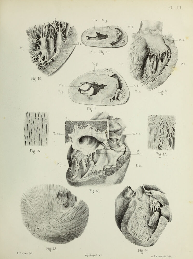 P.p. M d. P.a. hup Bec^eitl^aris. Li^. 15. ri^, 11, Fig 14. P.Richer del.