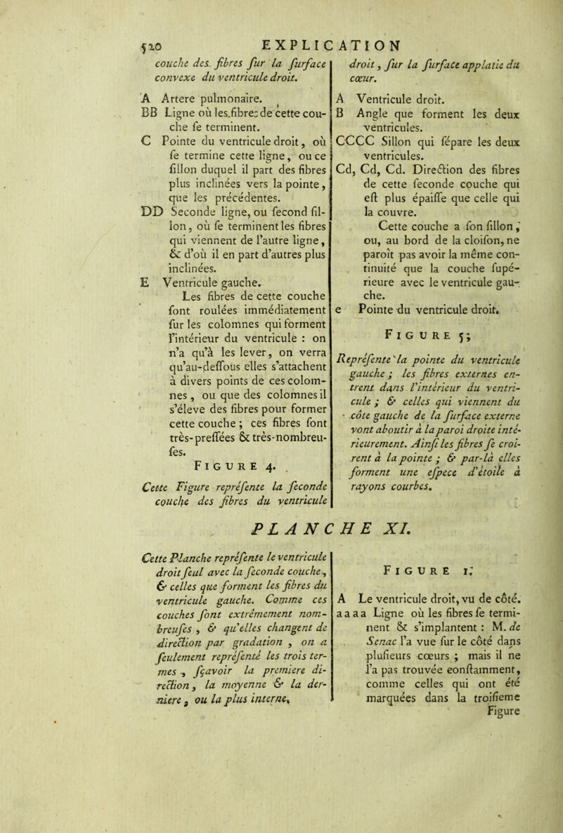 couche des fibres fur la fiurfiace convexe du ventricule droit. A Artere pulmonaire. BB Ligne où les.fibre: de cette cou- che Te terminent. C Pointe du ventricule droit, où fe termine cette ligne, ou ce fillon duquel il part des fibres plus inclinées vers la pointe, que les précédentes. DD Seconde ligne, ou fécond fil- ion , où fe terminent les fibres qui viennent de l’autre ligne, & d’où il en part d’autres plus inclinées. E Ventricule gauche. Les fibres de cette couche font roulées immédiatement furies colomnes qui forment l’intérieur du ventricule : on n’a qu’à les lever, on verra qu’au-fleflous elles s’attachent à divers points de ces colom- nes , ou que des colomnes il s’élève des fibres pour former cette couche ; ces fibres font très-prefifées Si. très-nombreu- fes. Figure 4. Cette Figure repréfente la fécondé couche des fibres du ventricule FLANC Cette Planche repréfente le ventricule droit feul avec la fécondé couche, & celles que forment les fibres du. ventricule gauche. Comme ces couches font extrêmement nom- breufes , & quelles changent de direction par gradation , on a feulement reprêfenté les trois ter- mes -, fçavoir la première di- rection , la moyenne & la der- nière s ou la plus interne% droit, fur la furface applatie du cœur. A Ventricule droit. B Angle que forment les deux ventricules. CCCC Sillon qui fépare les deux ventricules. Cd, Cd, Cd. Direéfion des fibres de cette fécondé couche qui eft plus épaiiïe que celle qui la couvre. Cette couche a fon fillon ou, au bord de la cloifon, ne paroît pas avoir la même con- tinuité que la couche fupé- rieure avec le ventricule gau- che. e Pointe du ventricule droit. Figure 5; Repréfente 'la pointe du ventricule gauche ; les fibres externes en- trent dans l'intérieur du ventri- cule ; & celles qui viennent du ■ côte gauche de la furface externe vont aboutir à la paroi droite inté- rieurement. Ainfi les fibres fe croi- rent à la pointe ; & par-la elles forment une efpece d'étoile à rayons courbes« - C HE XL Figure i; A Le ventricule droit, vu de côté. a a a a Ligne où les fibres fe termi- nent 8i s’implantent : M. de Senac l’a vue fur le côté dans plufieurs cœurs ; mais il ne l’a pas trouvée eonftamment, comme celles qui ont été marquées dans la troifieme Figure