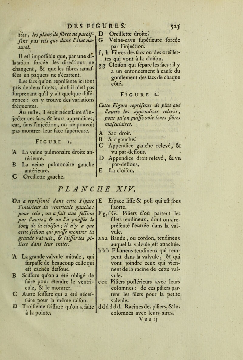 t'ees, Us plans de fibres ne paroifi- fient pas tels que dans l'etat na- turel. Il eft impoflible que, par une di- latation forcée les directions ne changent, & que les fibres ramaf- fées en paquets ne s’écartent. Les facs qu’on repréfente ici font pris de deux fujets ; ainfi il n’eft pas furprenant qu’il y ait quelque diffé- rence : on y trouve des variations fréquentes. Au refte, il étoit néceflaire d’in- jeéter ces facs, 6c leurs appendices; car, fans l’injeétion, on ne pouvoit pas montrer leur face fupérieure. Figure i. 'A La veine pulmonaire droite an- térieure. B La veine pulmonaire gauche antérieure. C Oreillette gauche. FLANC On a reprèfentè dans cette Figure l'intérieur du ventricule gauche : pour cela, on a fiait une fieclion par l'aorte, & on l'a poufifiée le long de la cloifion ; il n'y a que cette fieclion qui puififie montrer la grande valvule, & laififier les pi- liers dans leur entier, A La grande valvule mitrale, qui furpalfede beaucoup celle qui eft cachée deffous. B Sciffure qu’on a été obligé de faire pour étendre le ventri- cule, ik le montrer. C Autre feiflure qui a été nécef- faire pour la même raifon. D Troifieme fcilfure qu’on a faite à la pointe, D Oreillette droite.' G Veine-cave fupérieure forcée par l’injeéHon. f, h Fibres des facs ou des oreillet- tes qui vont à la cloifon. g g Cloifon qui fépare les facs : il y a un enfoncement à caufe du gonflement des facs de chaque cote. Figure i. Cette Figure repréfiente de plus que Vautre les appendices relevés, pour qu'on puififie voir leurs fibres muficulaires. A Sac droit. B Sac gauche. C Appendice gauche relevé, $c vu par-deffous. D Appendice droit relevé, 6c vu par-deflous, E La cloifon. HE XIV. E Efpace liflfe & poli qui eft fous l’aorte. F g, f G. Piliers d’où partent les filets tendineux, dont on a re- préfenté l’entrée dans la val- vule. aaa Bande, ou cordon, tendineux auquel la valvule eft attachée. bbb Filamens tendineux qui rem- pent dans la valvule, & qui vont joindre ceux qui vien- nent de la racine de cette val- vule. ccc Piliers poftérieurs avec leurs colomnes : de ces piliers par- tent les filets pour la petite valvule. d d d d d d. Racines des piliers, & les colomnes avec leurs aires. Vu u ij