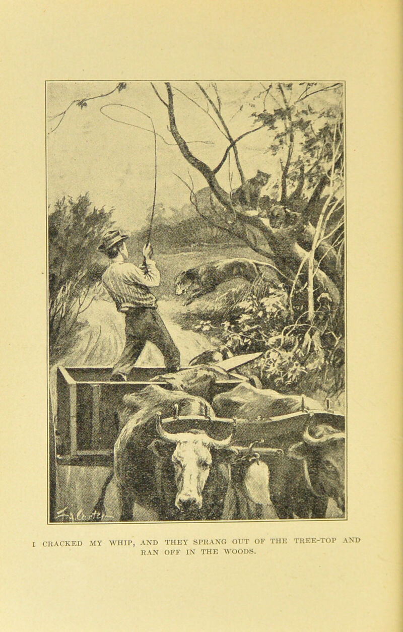 CRACKED MY WHIP, AND THEY SPRANG OUT OF THE TREE-TOP AND RAN OFF IN THE WOODS.
