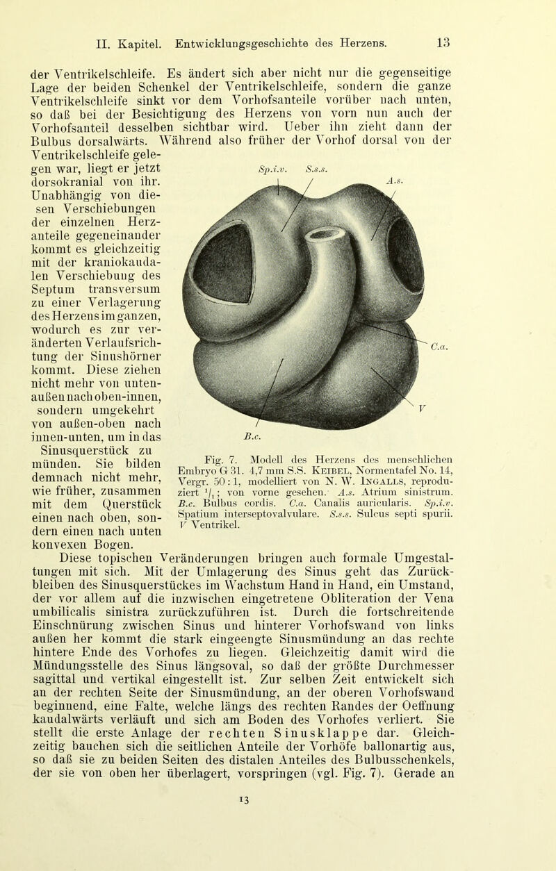 der Veutrikelschleife. Es ändert sich aber nicht nur die gegenseitige Lage der beiden Schenkel der Ventrikelschleife, sondern die ganze Ventrikelschleife sinkt vor dem Vorhofsanteile vorüber nach unten, so daß bei der Besichtigung des Herzens von vorn nun auch der Vorhofsanteil desselben sichtbar wird, lieber ihn zieht dann der Bulbus dorsalwärts. Während also früher der Vorhof dorsal von der Ventrikelschleife gele- gen war, liegt er jetzt dorsokranial von ilir. Unabhängig von die- sen Verschiebungen der einzelnen Herz- anteile gegeneinander kommt es gleichzeitig mit der kraniokaiula- len Verschiebung des Septum transversum zn einer Verlagerung des Herzens im ganzen, wodurch es zur ver- änderten Verlaufsrich- tung der Siuushörner kommt. Diese ziehen nicht mehr von nuteu- außen nach oben-innen, sondern umgekehrt von außen-oben nach iuneu-unten, um in das Sinusquerstück zu münden. Sie bilden demnach nicht mehr, wie früher, zusammen mit dem Querstück einen nach oben, son- dern einen nach unten konvexen Bogen. Diese topischen Veränderungen bringen auch formale Umgestal- tungen mit sich. Mit der Umlagerung des Sinus geht das Zurück- bleiben des Sinusquerstückes im Wachstum Hand in Hand, ein Umstand, der vor allem auf die inzwischen eingetreteue Obliteration der Vena umbilicalis sinistra zurückzuführen ist. Durch die fortschreitende Einschnürung zwischen Sinns und hinterer Vorhofswand von links außen her kommt die stark eingeengte Sinusmündung an das rechte hintere Ende des Vorhofes zu liegen. Gleichzeitig damit wird die Mündungsstelle des Sinus längsoval, so daß der größte Durchmesser sagittal und vertikal eingestellt ist. Zur selben Zeit entwickelt sich an der rechten Seite der Sinusmündung, an der oberen Vorhofswand beginnend, eine Falte, welche längs des rechten Randes der Oeffnung kaudalwärts verläuft und sich am Boden des Vorhofes verliert. Sie stellt die erste Anlage der rechten Sinusklappe dar. Gleich- zeitig bauchen sich die seitlichen Anteile der Vorhöfe ballonartig aus, so daß sie zu beiden Seiten des distalen Anteiles des Bulbusschenkels, der sie von oben her überlagert, vorspringen (vgl. Fig. 7). Gerade an B.c. Fig. 7. Modell des Herzens des inenscldichen Embryo G 31. 4,7 mm S.S. Keibel, Normentafel No. 14, Vergr. 50:1, modelliert von N. W. Ixgalls, reprodu- ziert bl; von vorne gesehen. .-l..s. Atrium sinistrum. B.c. Bulbus cordis. C.a. Canalis auricularis. Sp.i.v. Spatium interseptovalvulare. S.s.s. Sulcus septi spurii. T' Ventrikel. 13